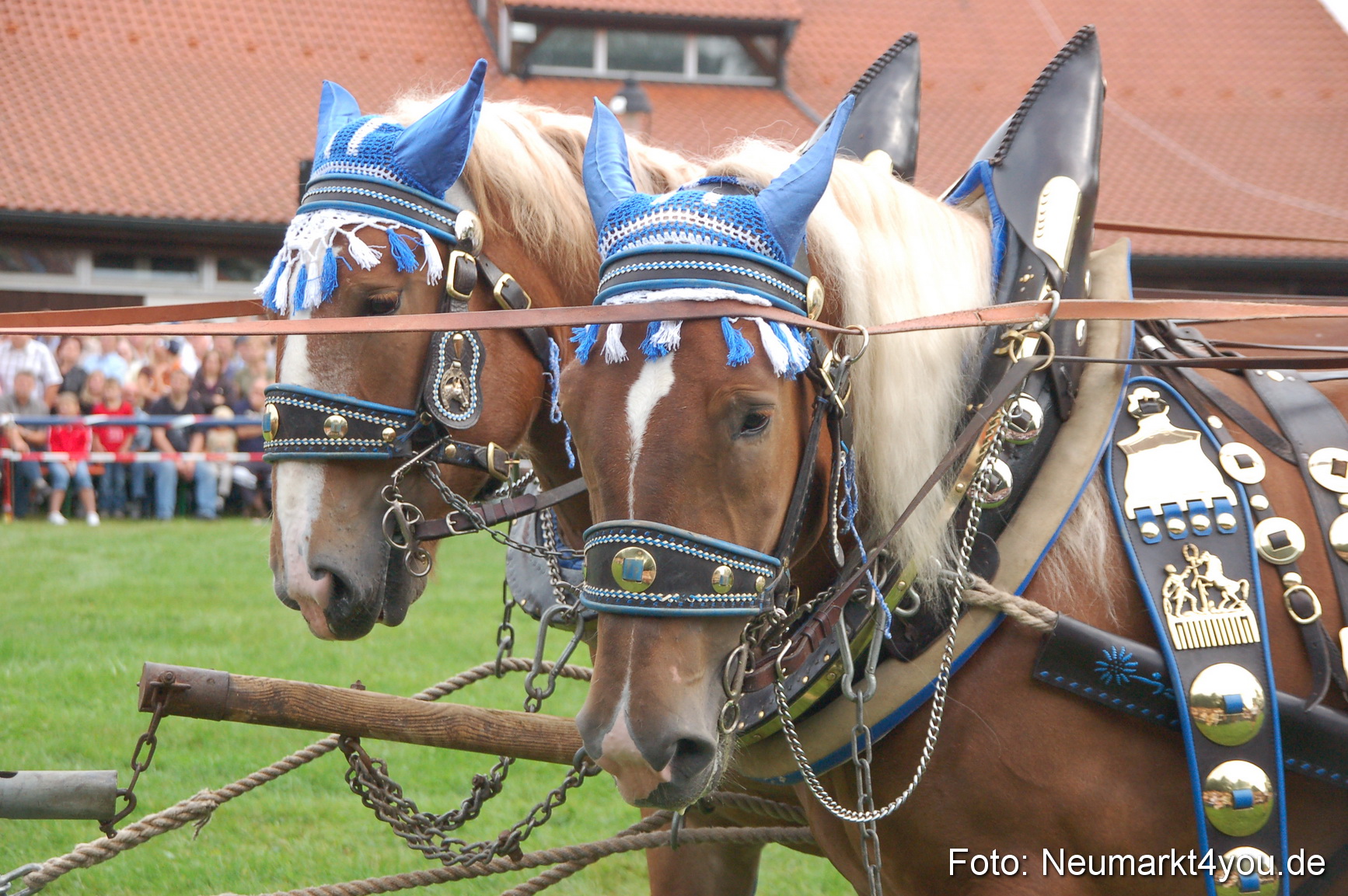 0136 Pferde Fohlenschau 200807