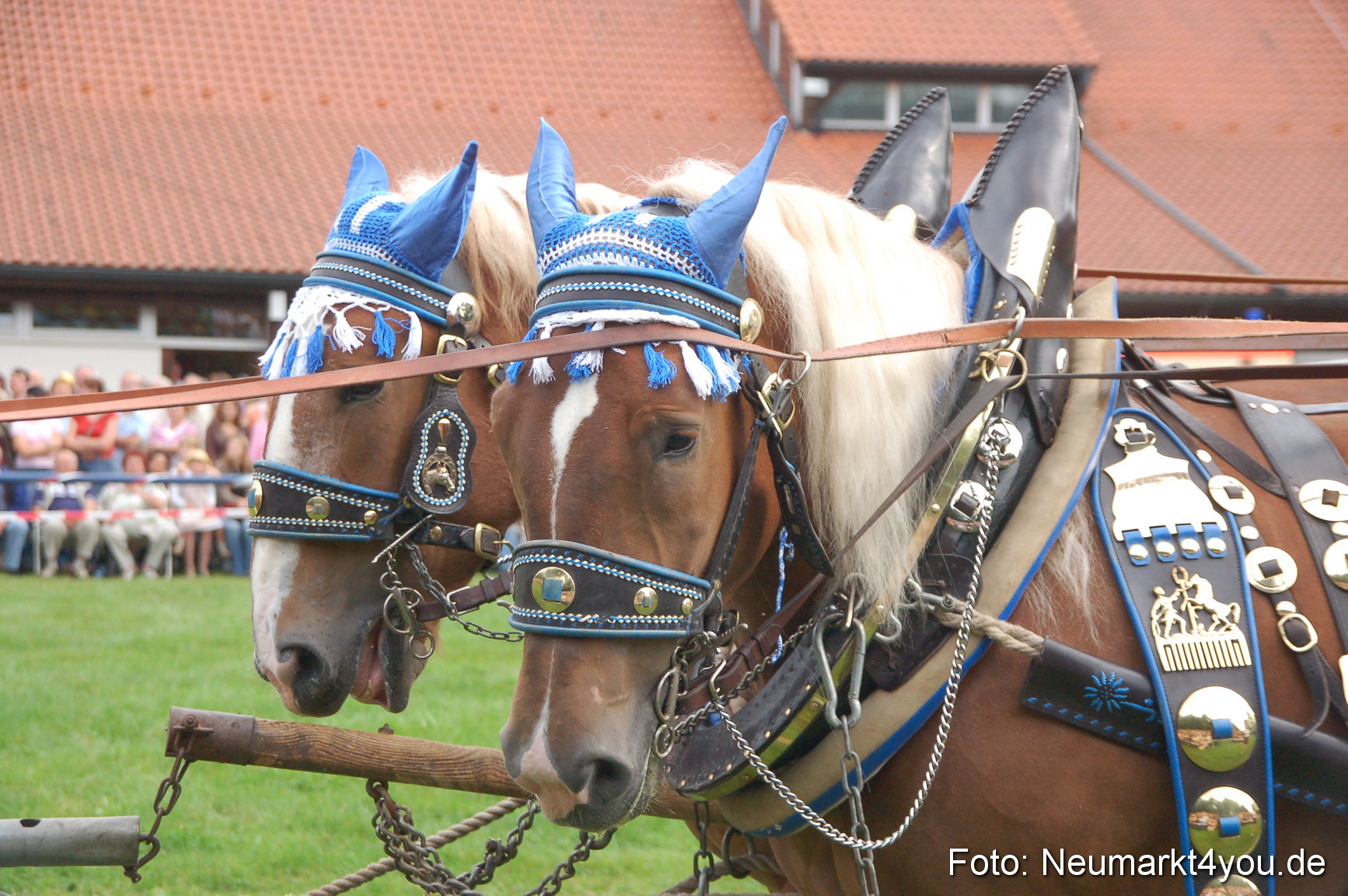 0137 Pferde Fohlenschau 200807