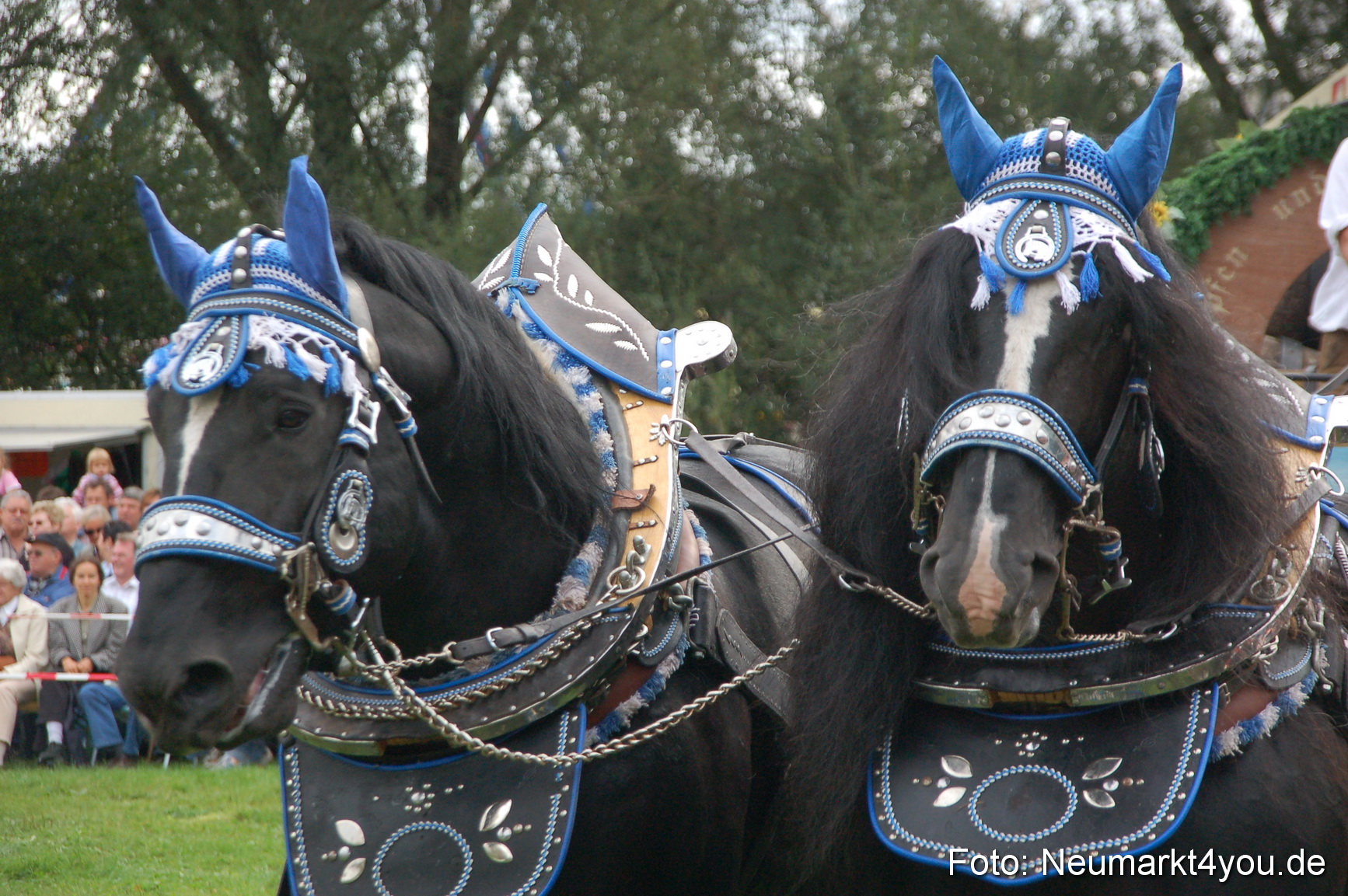 0138 Pferde Fohlenschau 200807