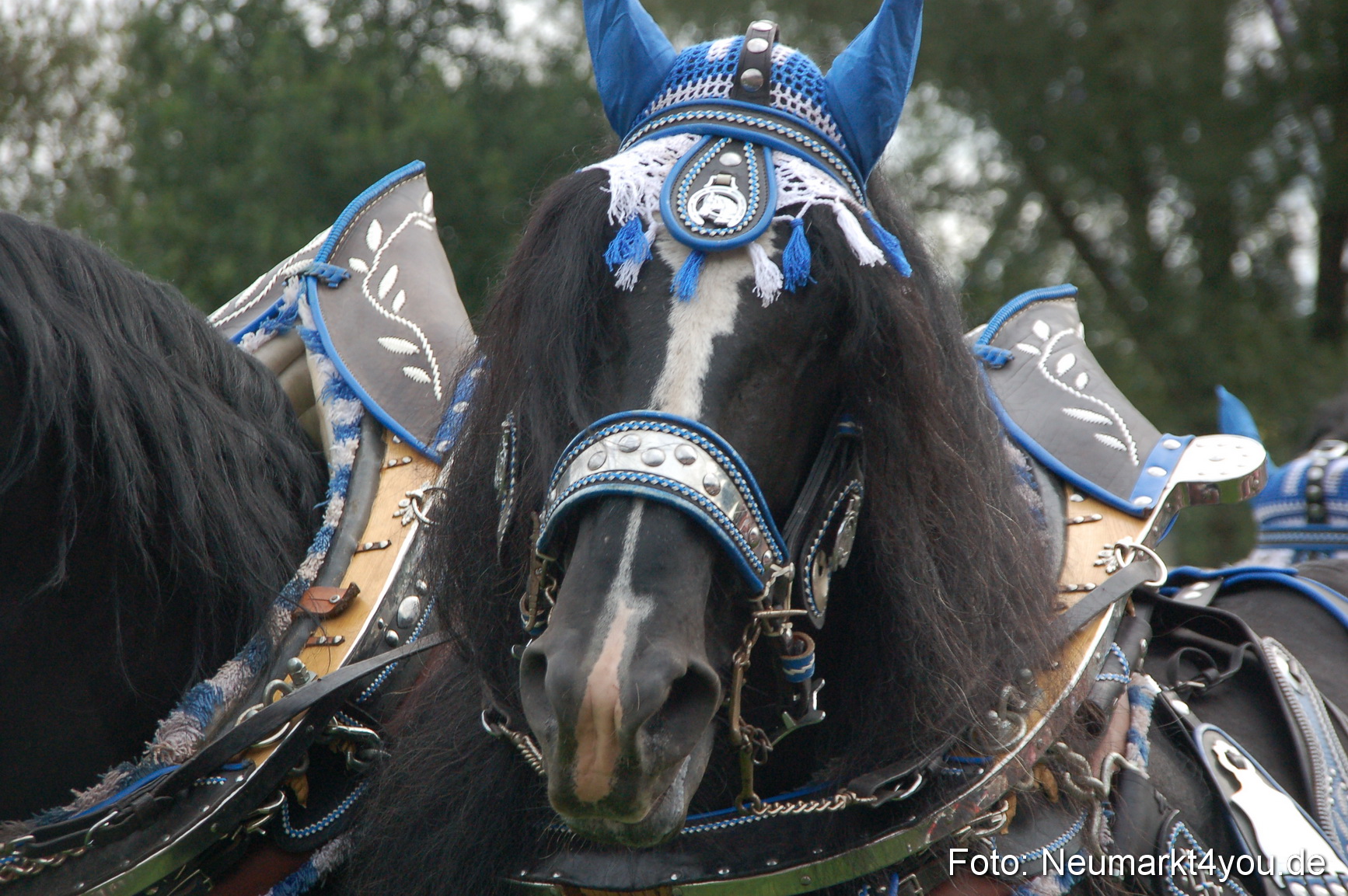 0139 Pferde Fohlenschau 200807