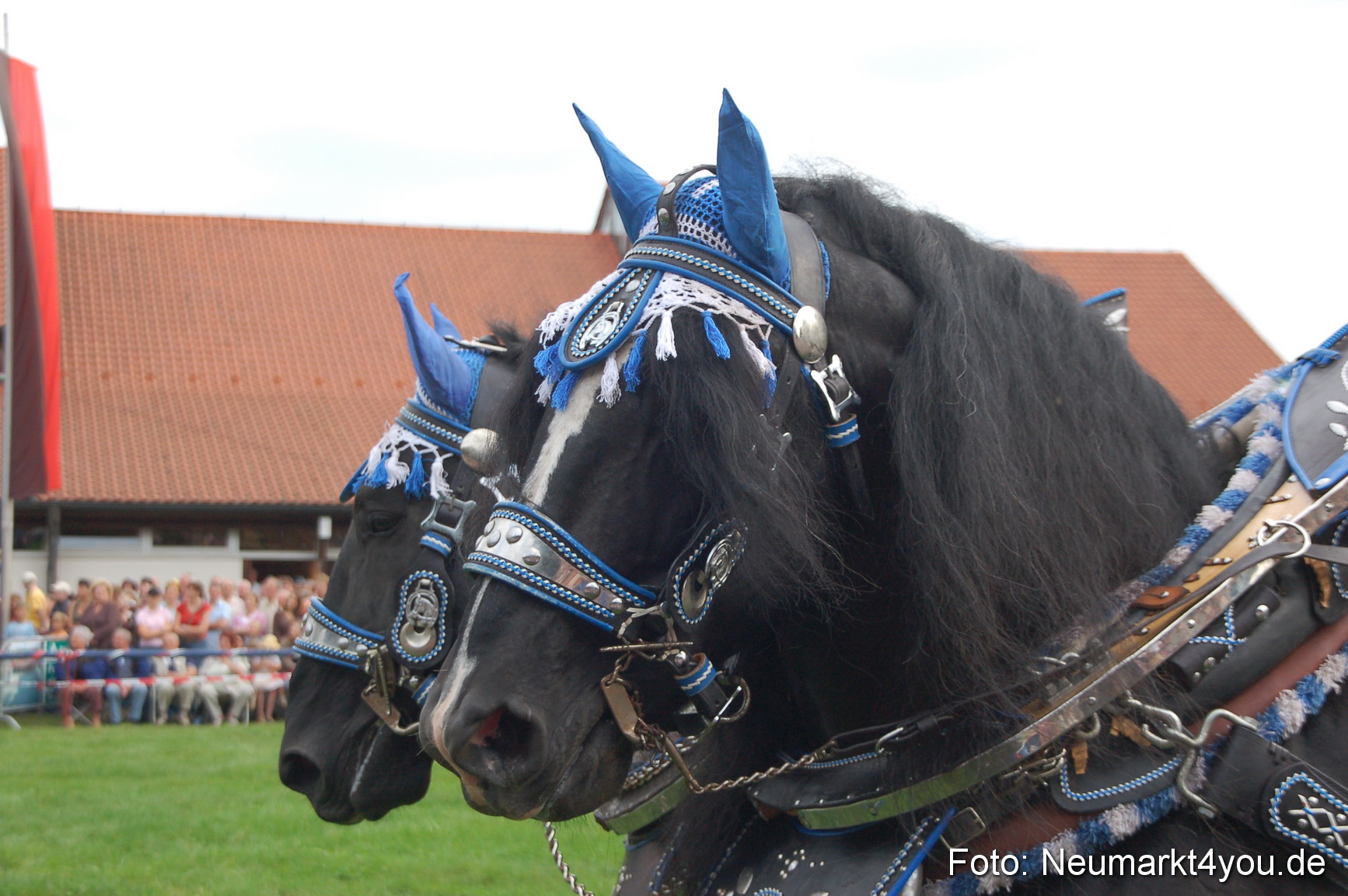 0140 Pferde Fohlenschau 200807