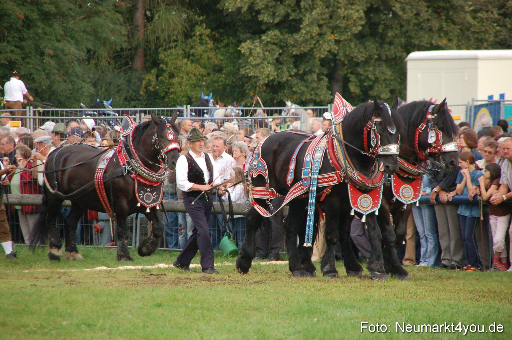 0149 Pferde Fohlenschau 200807