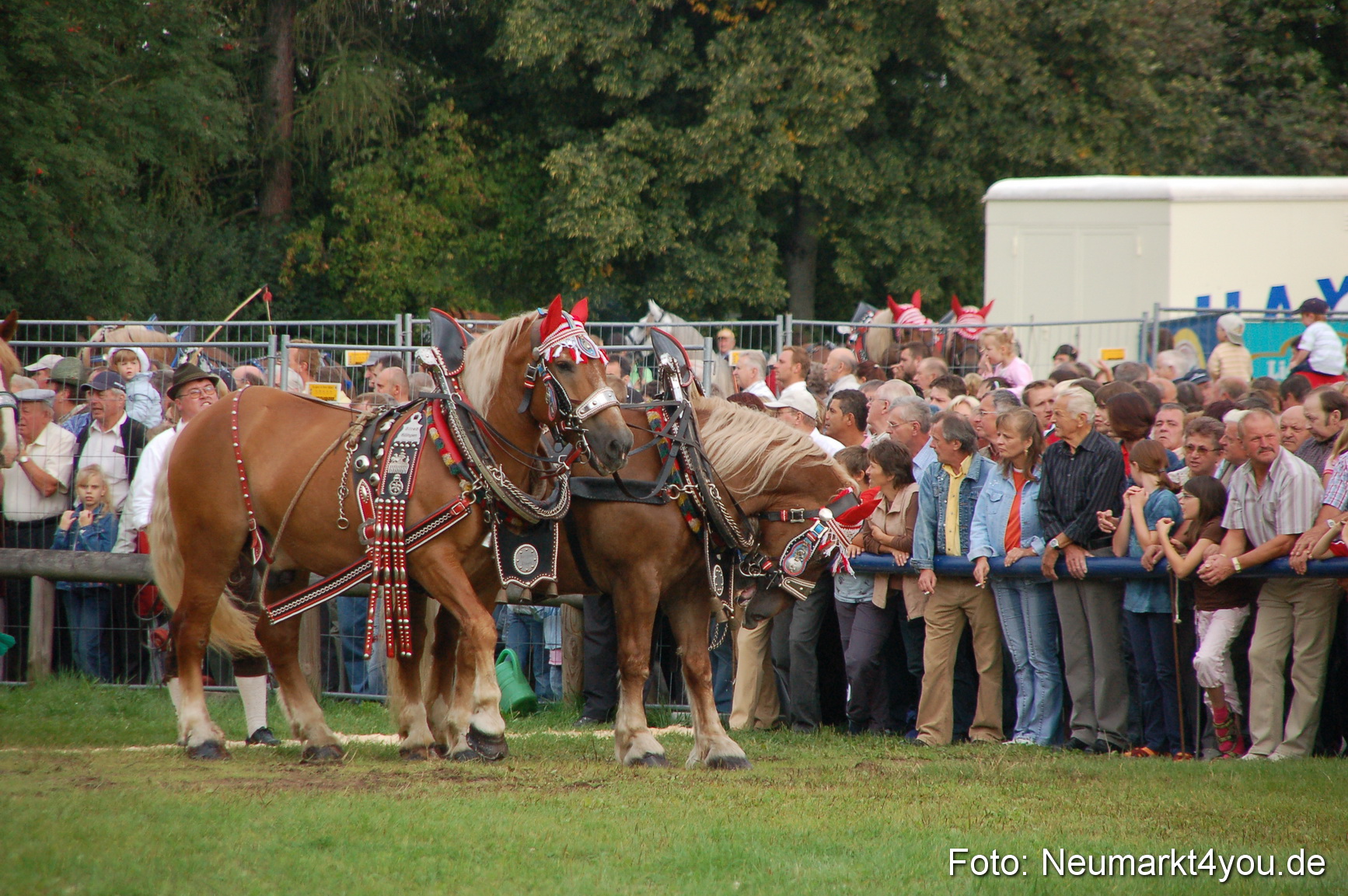 0151 Pferde Fohlenschau 200807