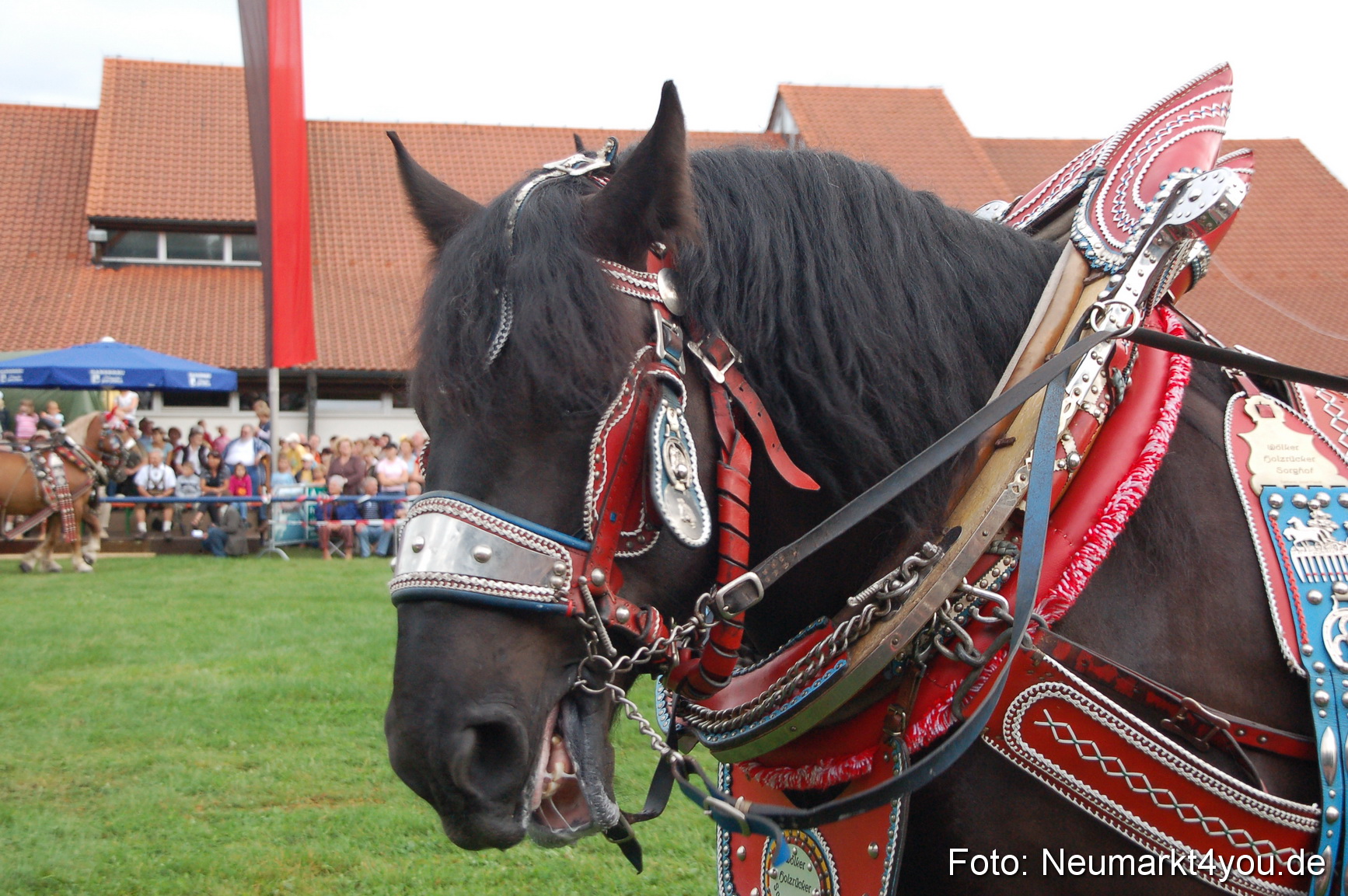 0153 Pferde Fohlenschau 200807