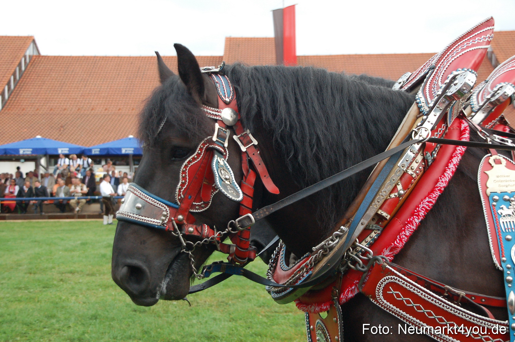 0154 Pferde Fohlenschau 200807