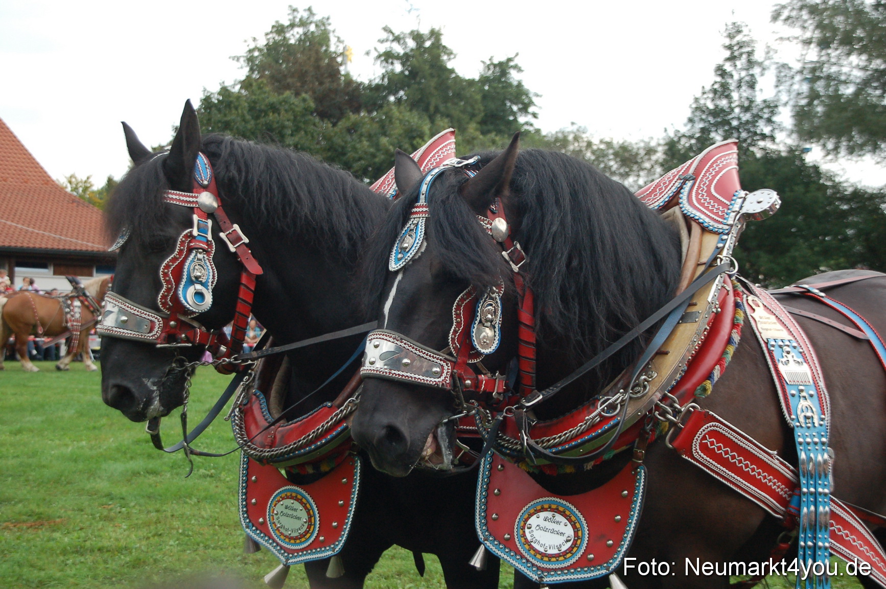 0155 Pferde Fohlenschau 200807