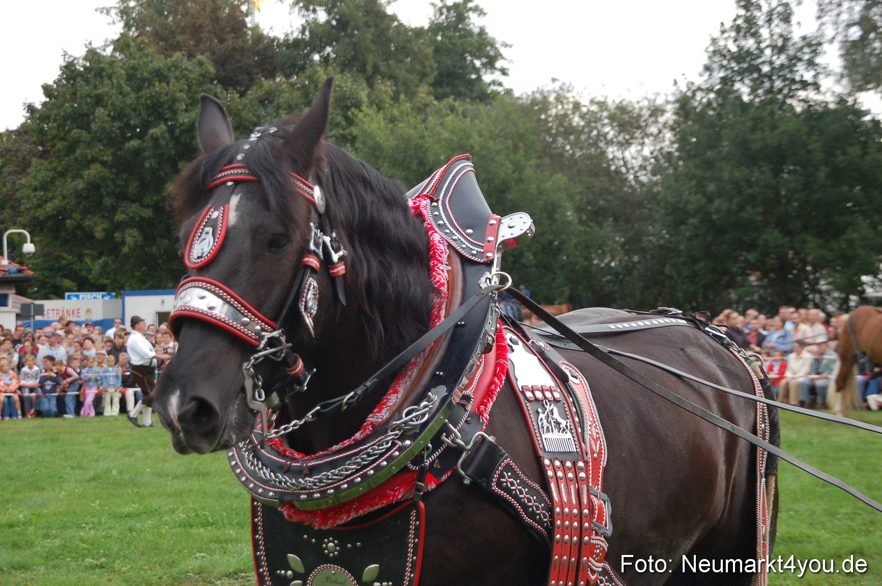 0156 Pferde Fohlenschau 200807