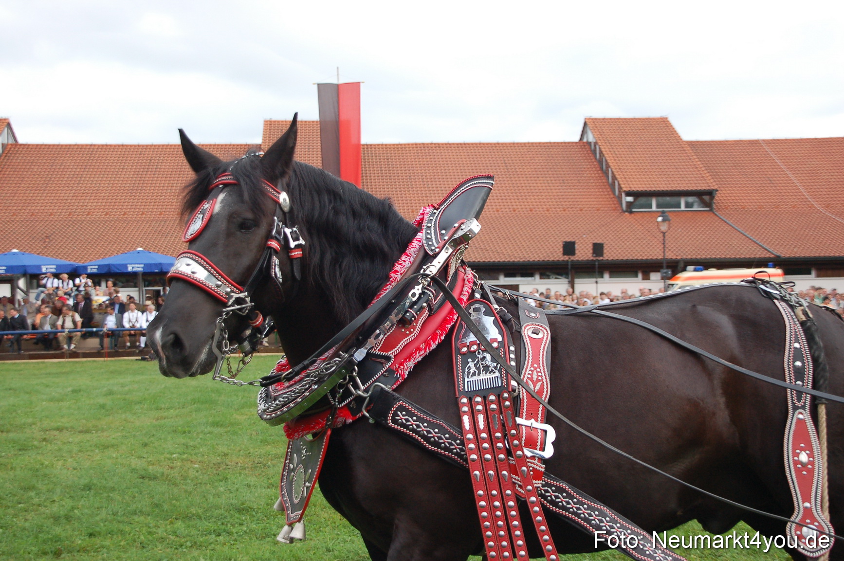 0157 Pferde Fohlenschau 200807
