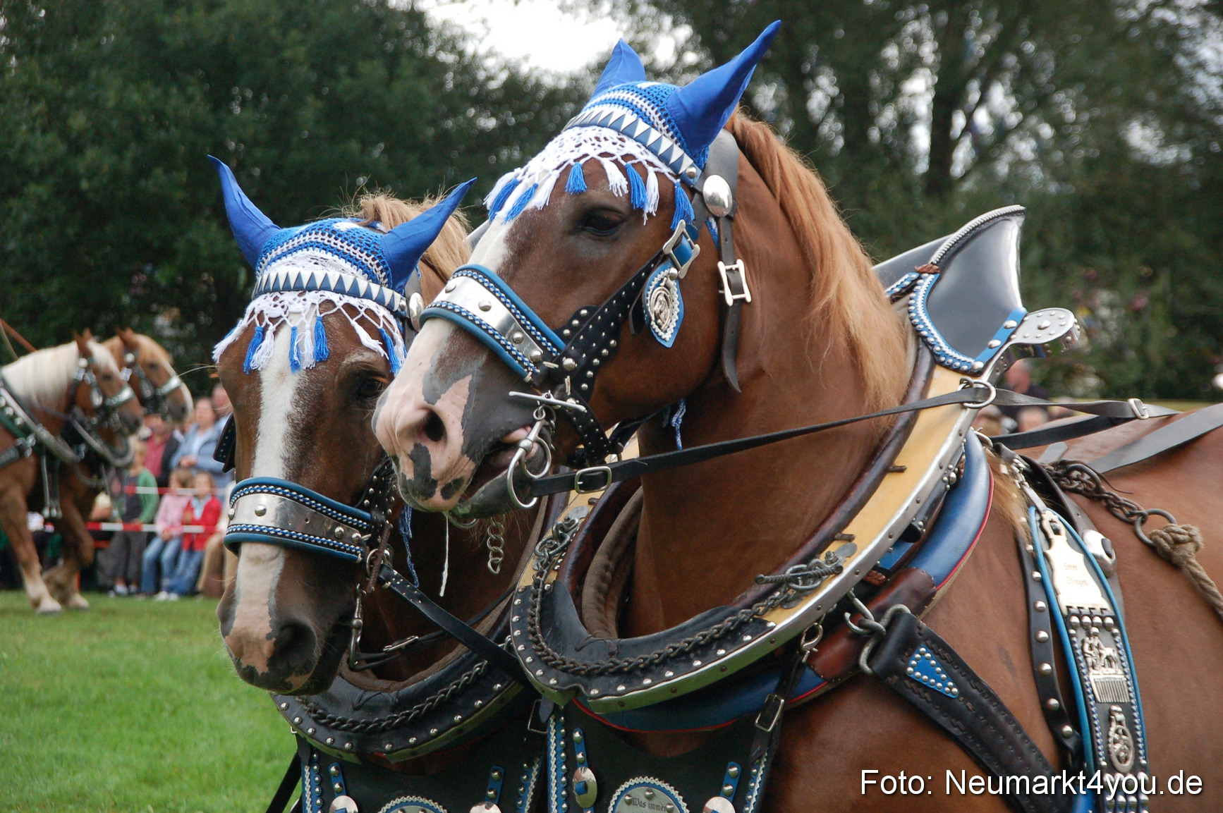 0158 Pferde Fohlenschau 200807