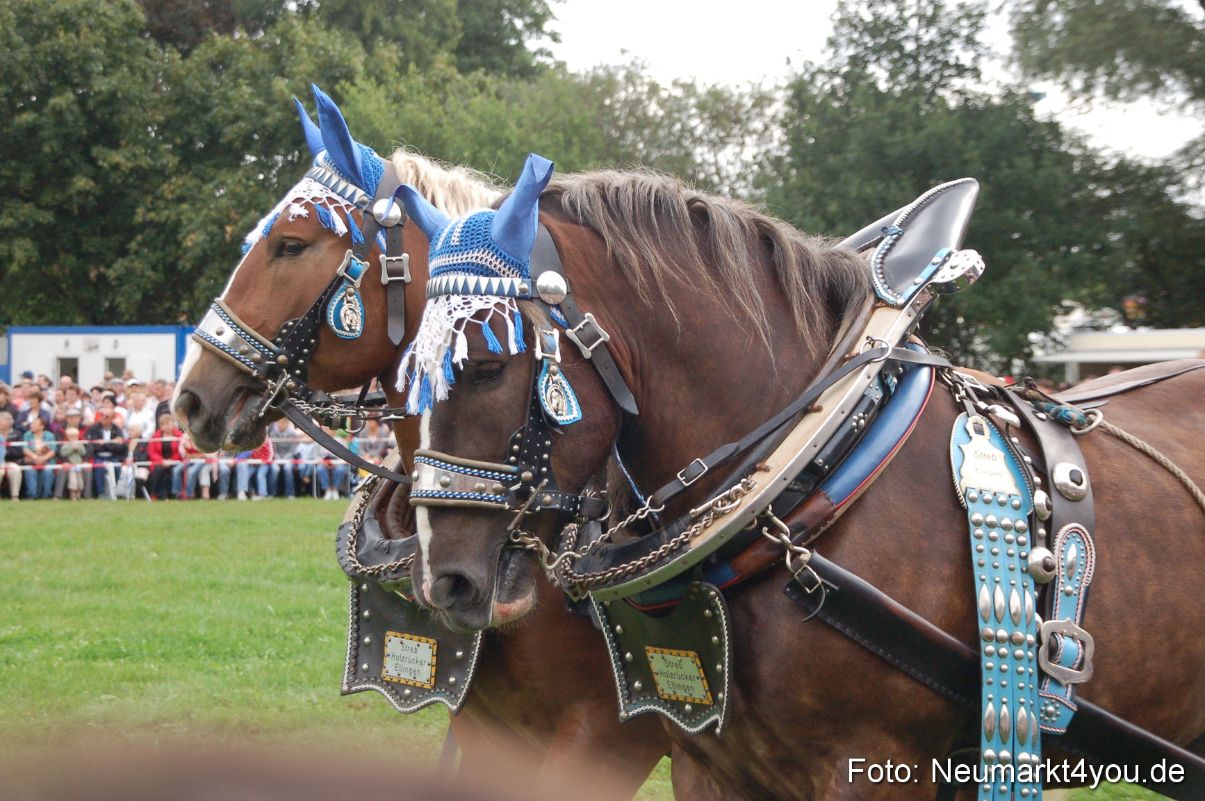0159 Pferde Fohlenschau 200807