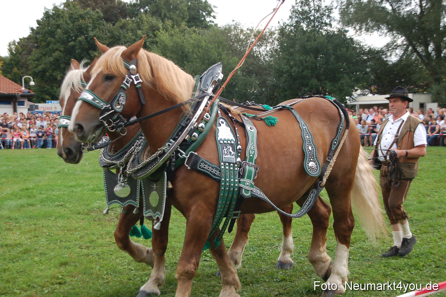 0160 Pferde Fohlenschau 200807