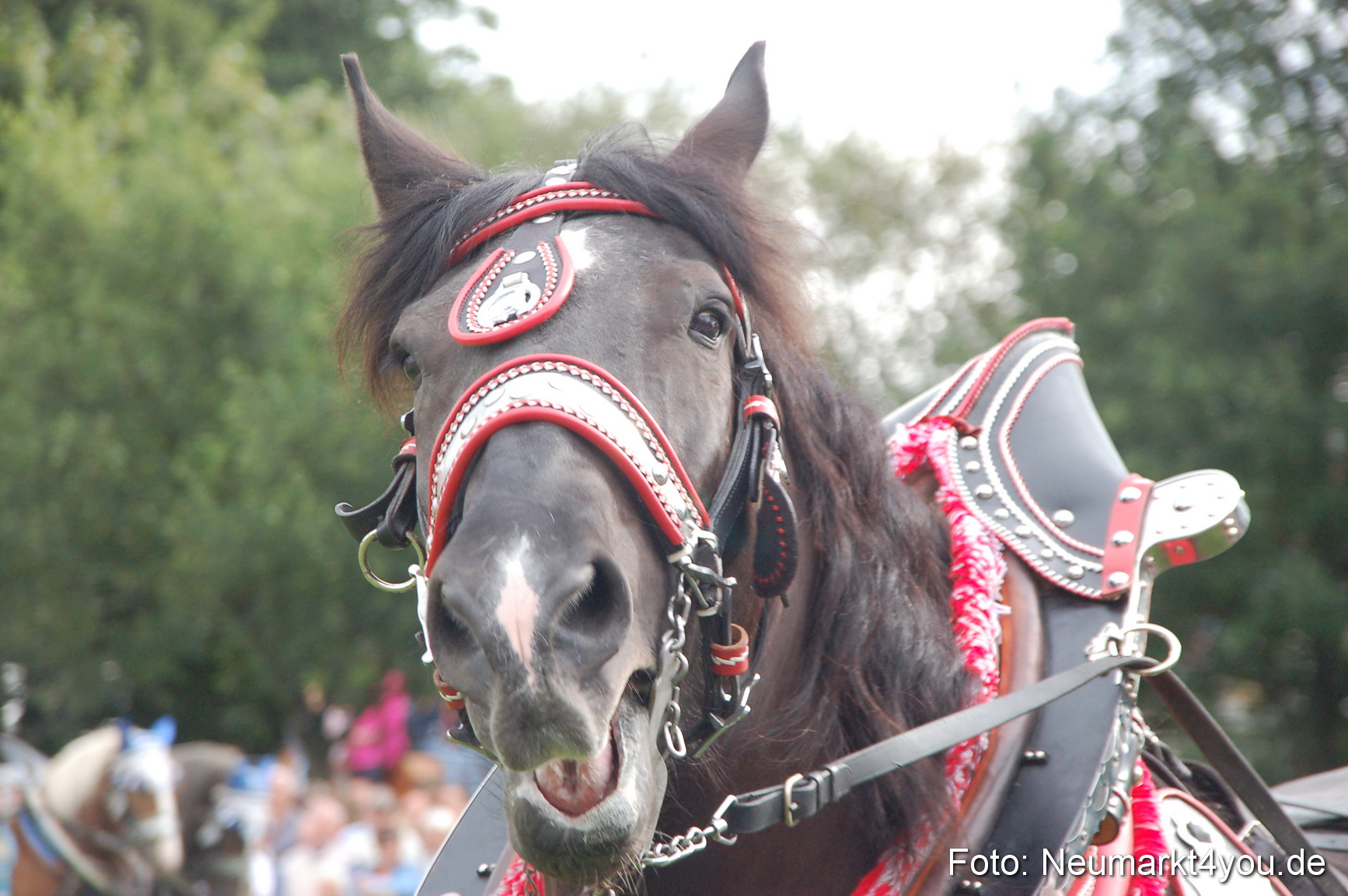 0161 Pferde Fohlenschau 200807
