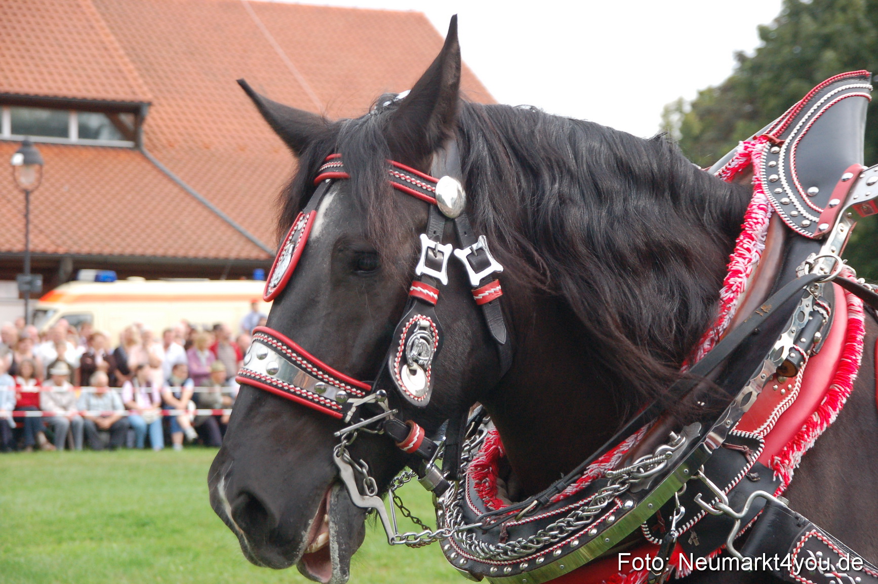 0162 Pferde Fohlenschau 200807