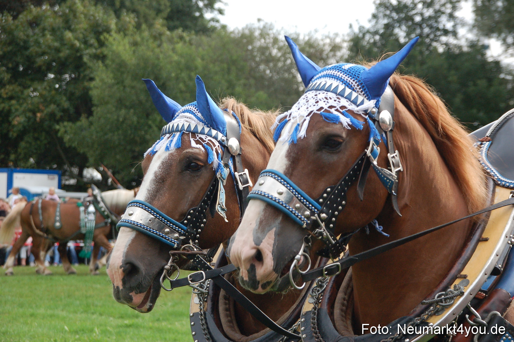 0163 Pferde Fohlenschau 200807