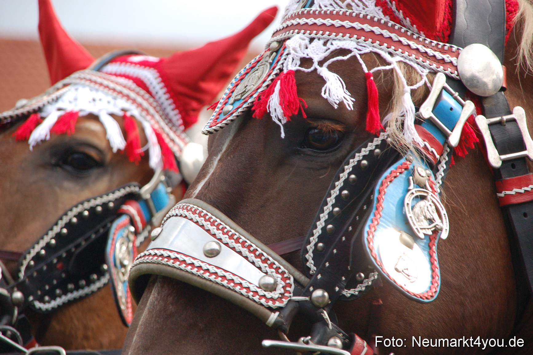 0164 Pferde Fohlenschau 200807