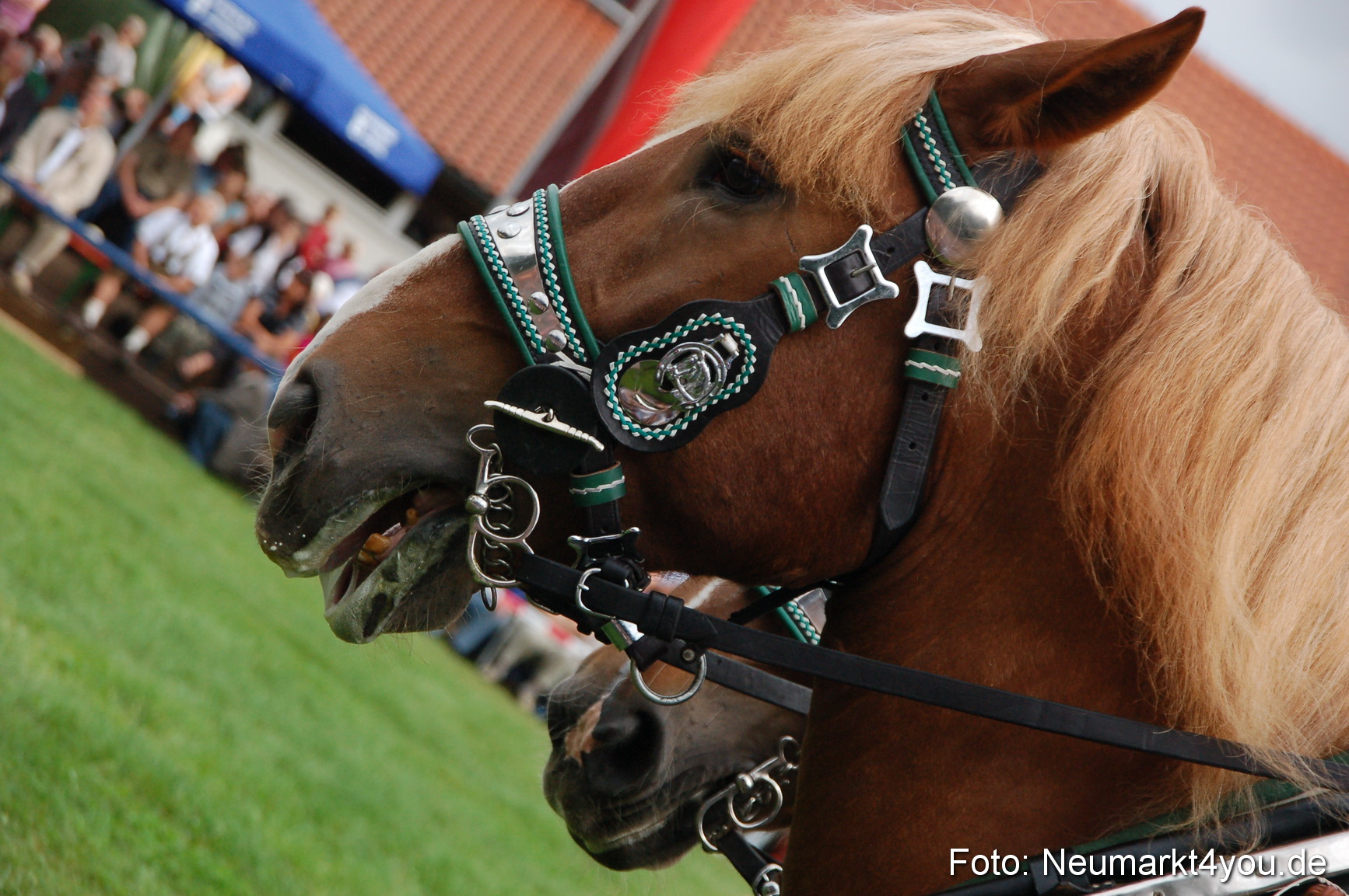 0165 Pferde Fohlenschau 200807