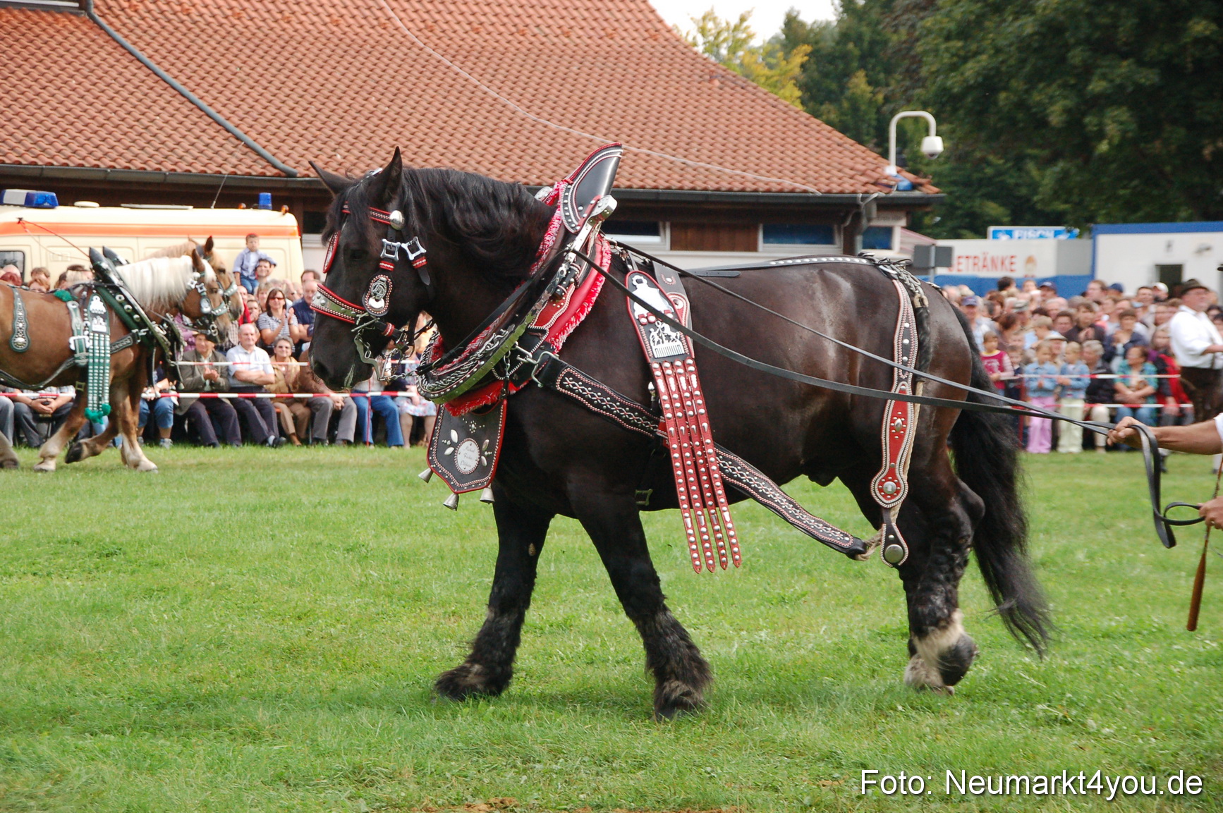 0166 Pferde Fohlenschau 200807