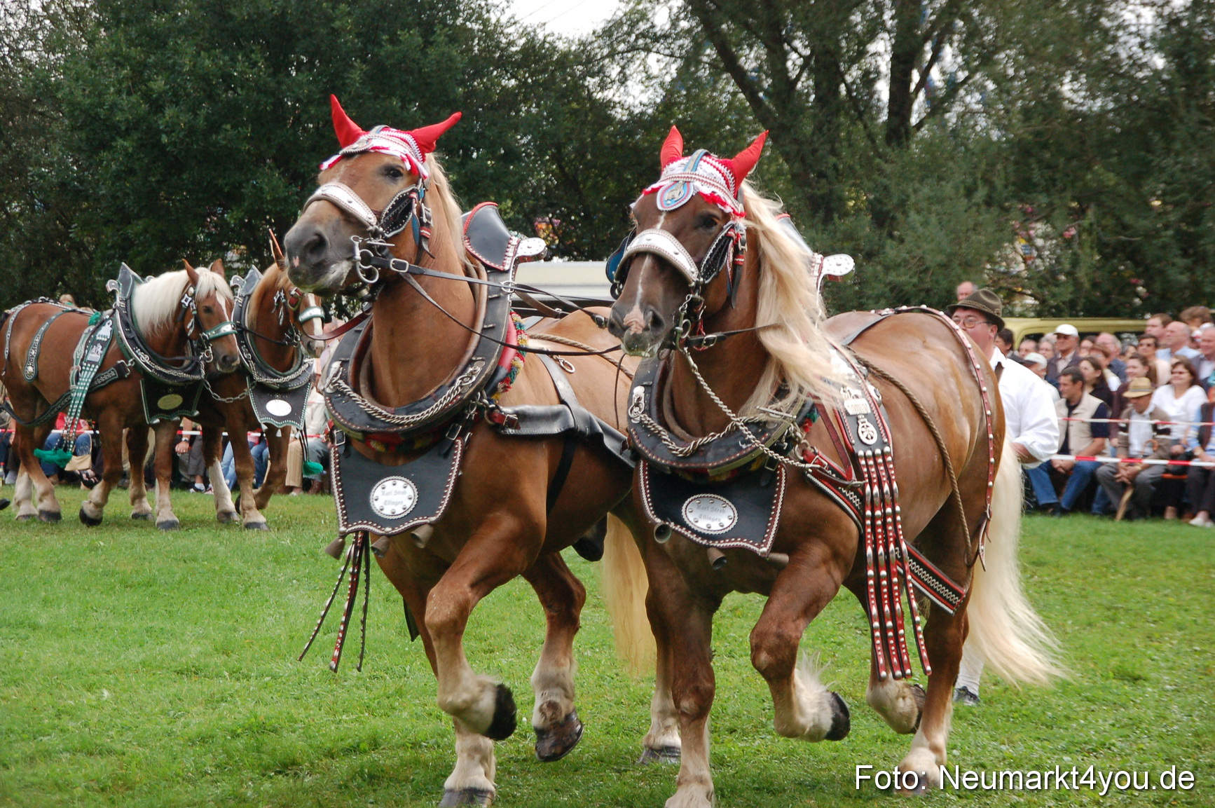 0167 Pferde Fohlenschau 200807