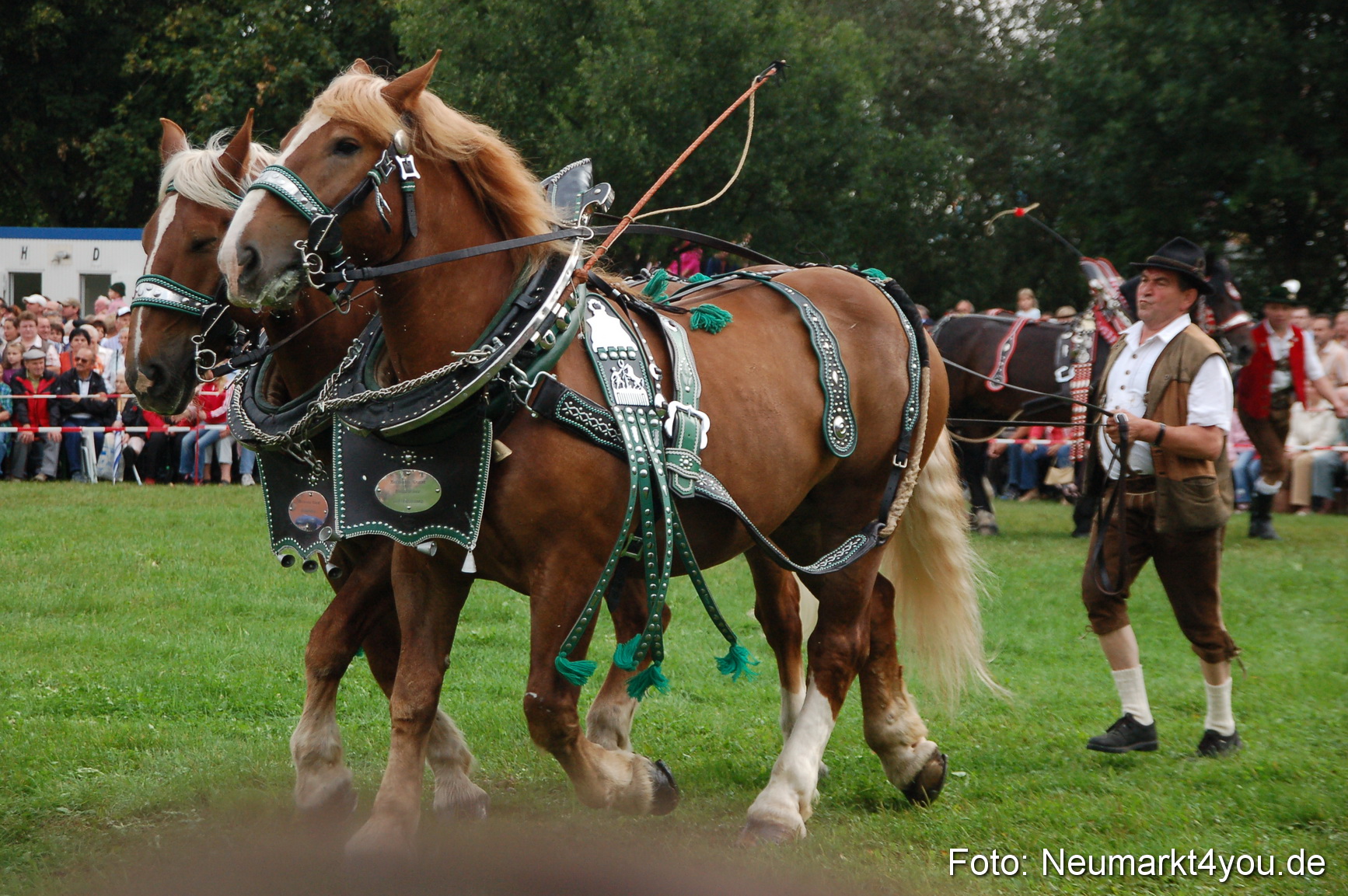 0168 Pferde Fohlenschau 200807