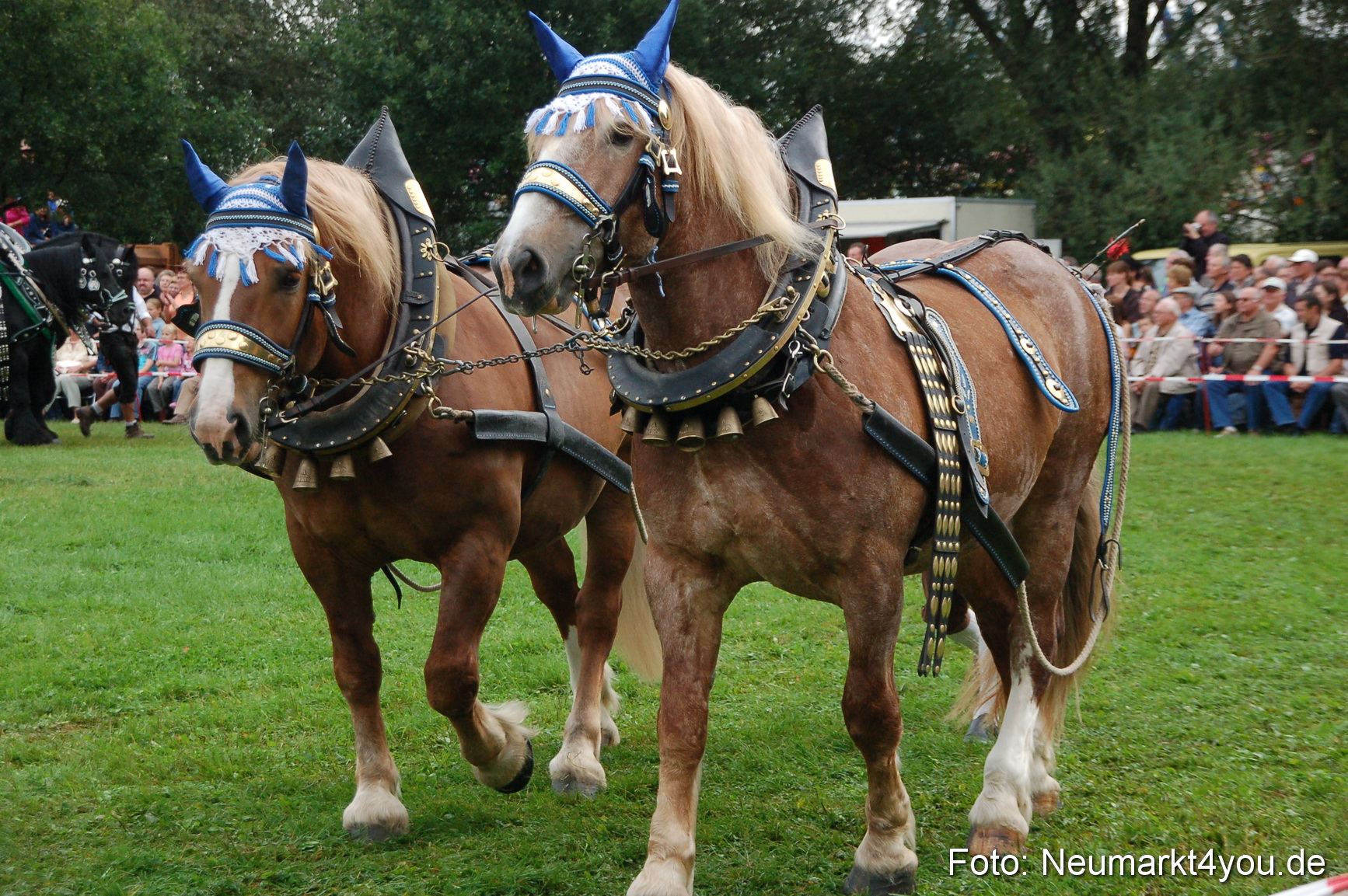 0173 Pferde Fohlenschau 200807