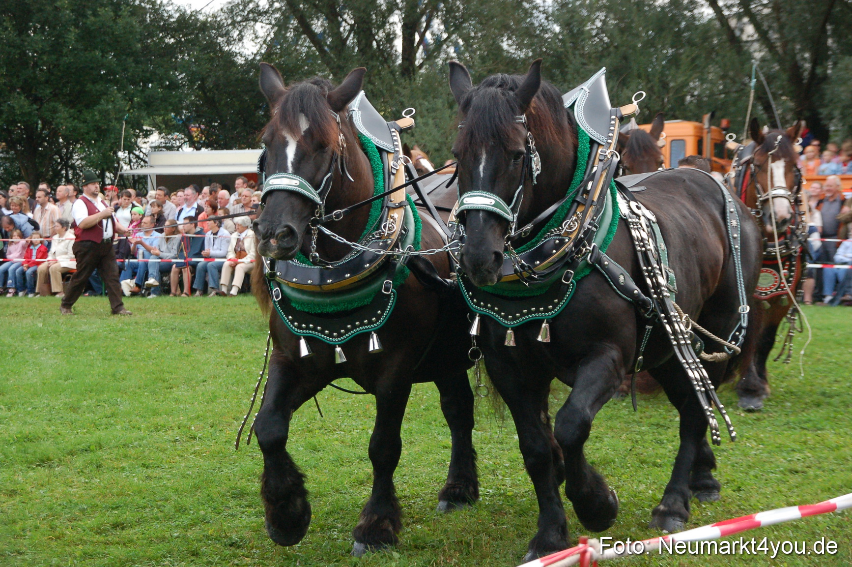 0175 Pferde Fohlenschau 200807