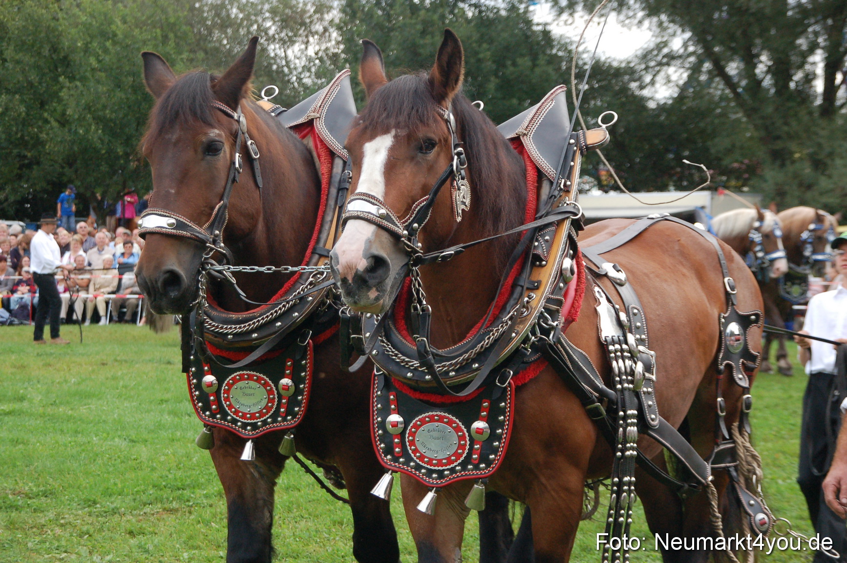0176 Pferde Fohlenschau 200807