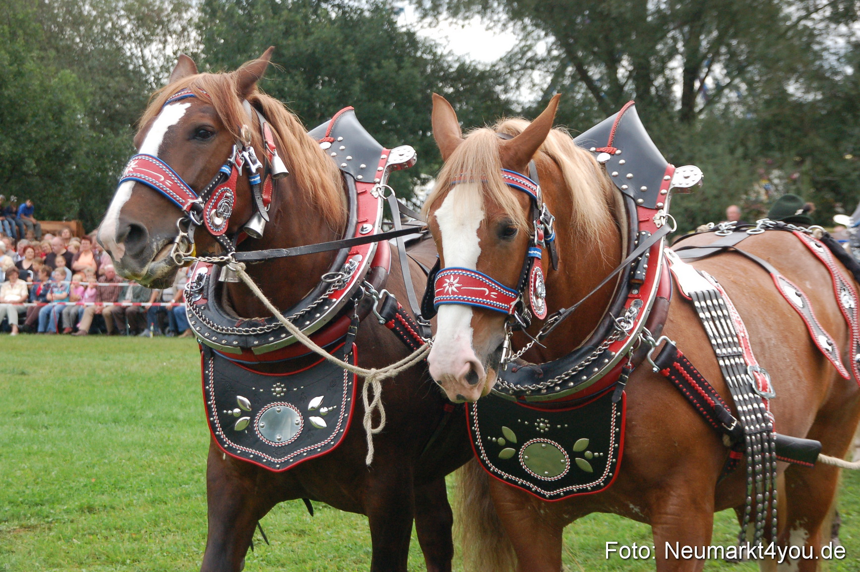 0177 Pferde Fohlenschau 200807