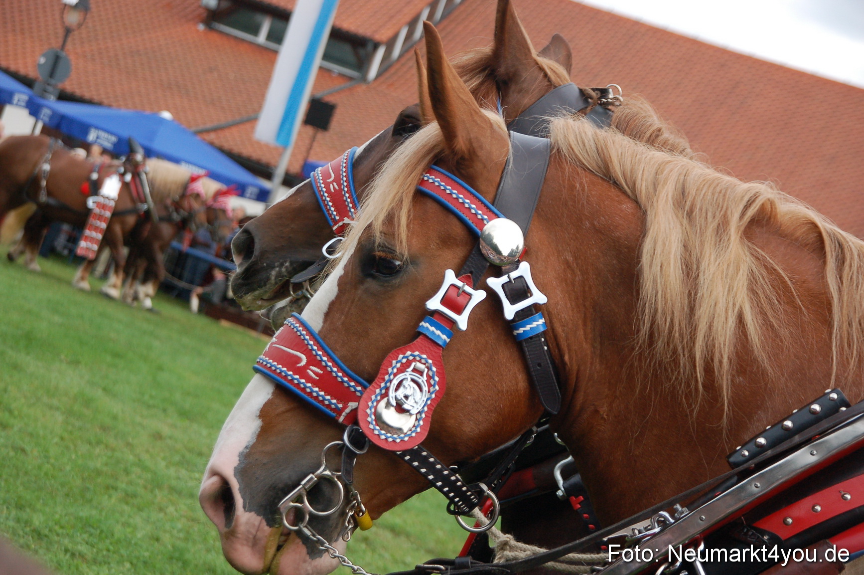0178 Pferde Fohlenschau 200807