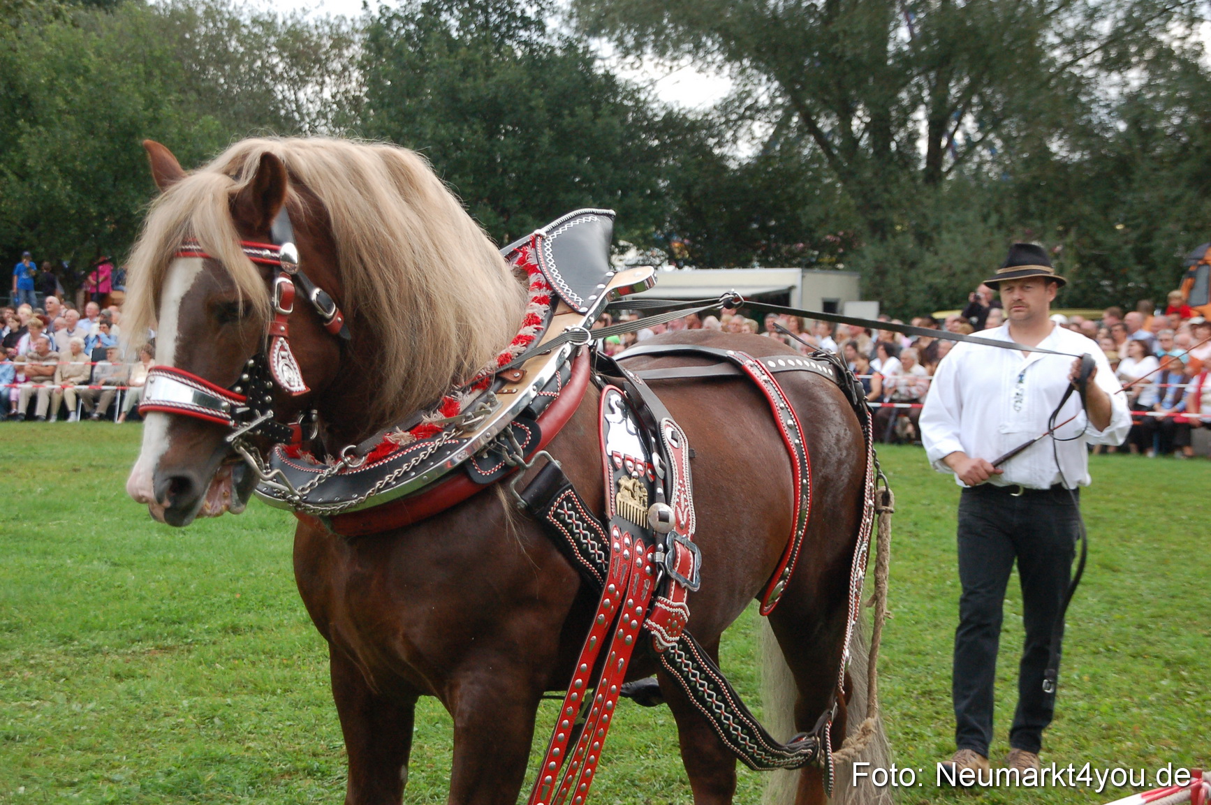 0179 Pferde Fohlenschau 200807