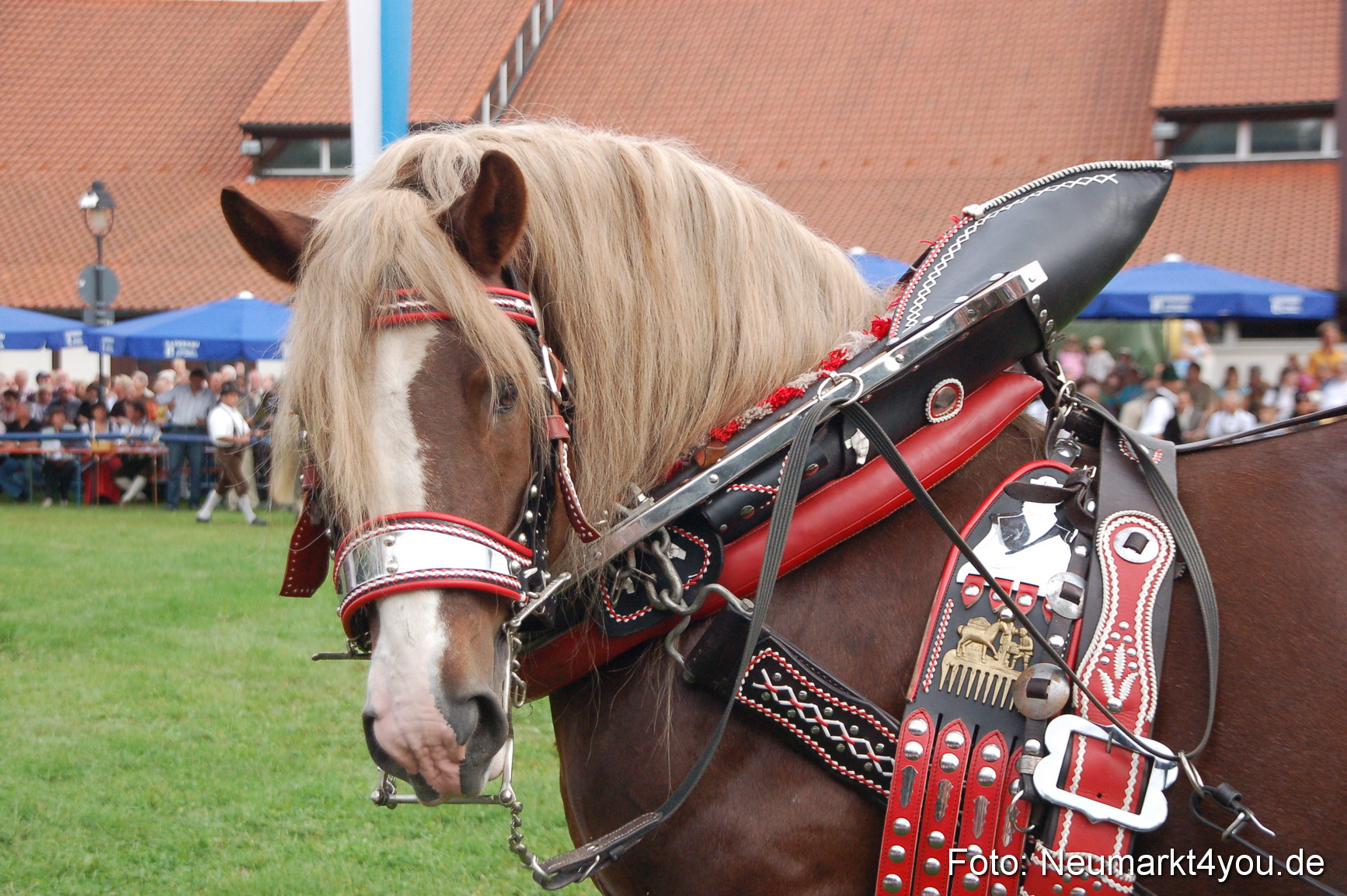 0180 Pferde Fohlenschau 200807