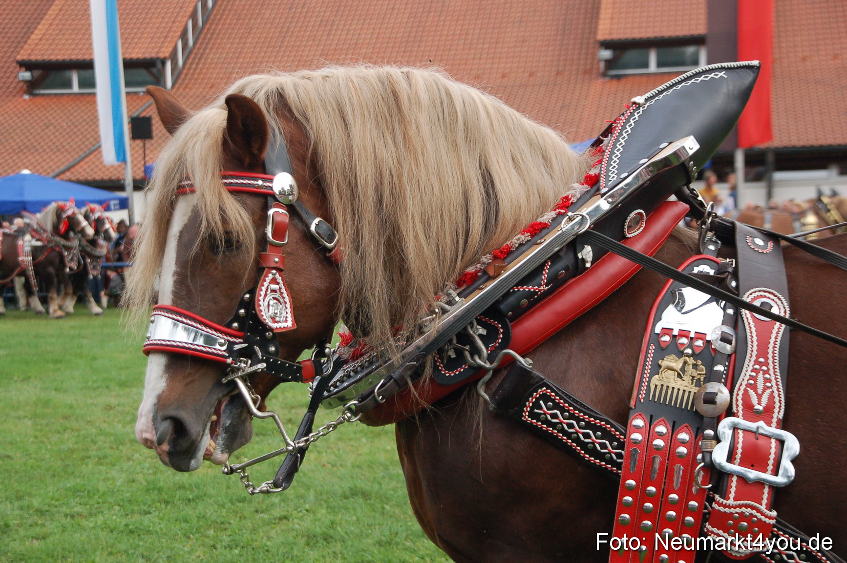 0181 Pferde Fohlenschau 200807