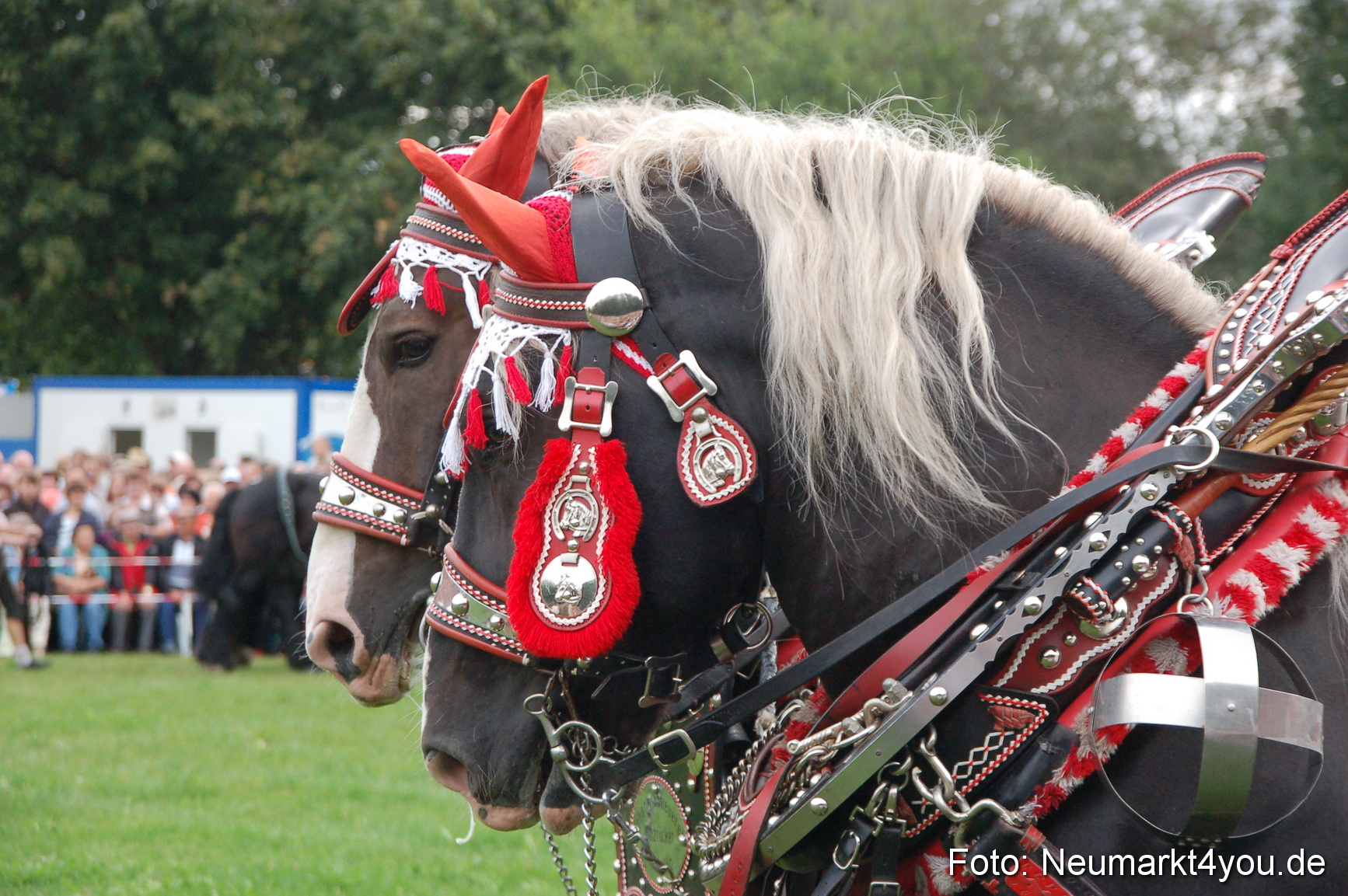 0184 Pferde Fohlenschau 200807