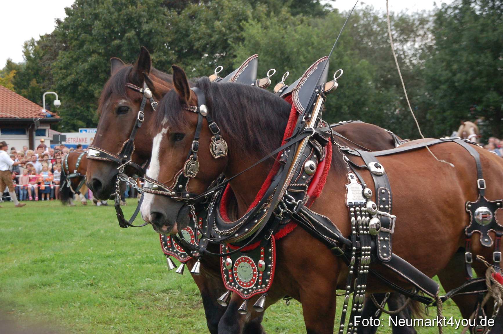 0187 Pferde Fohlenschau 200807