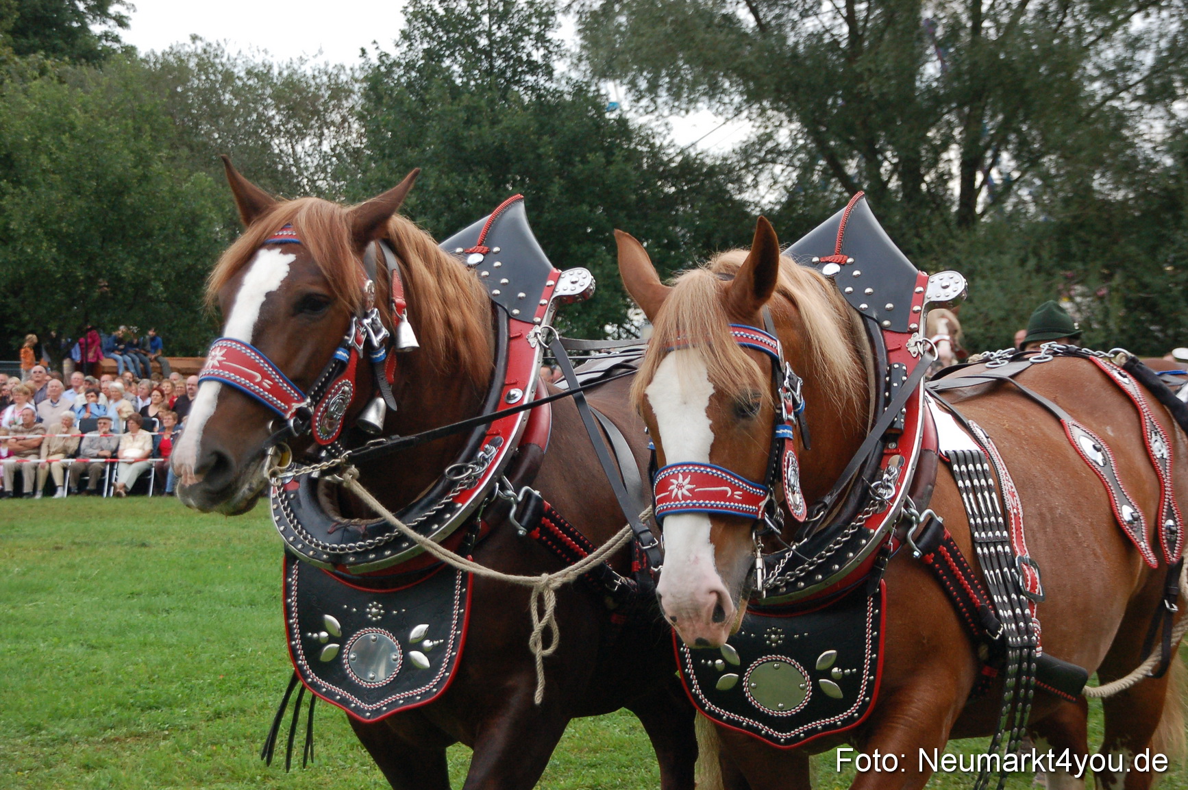 0188 Pferde Fohlenschau 200807