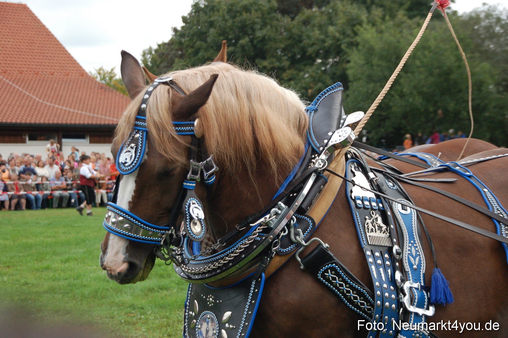0189 Pferde Fohlenschau 200807