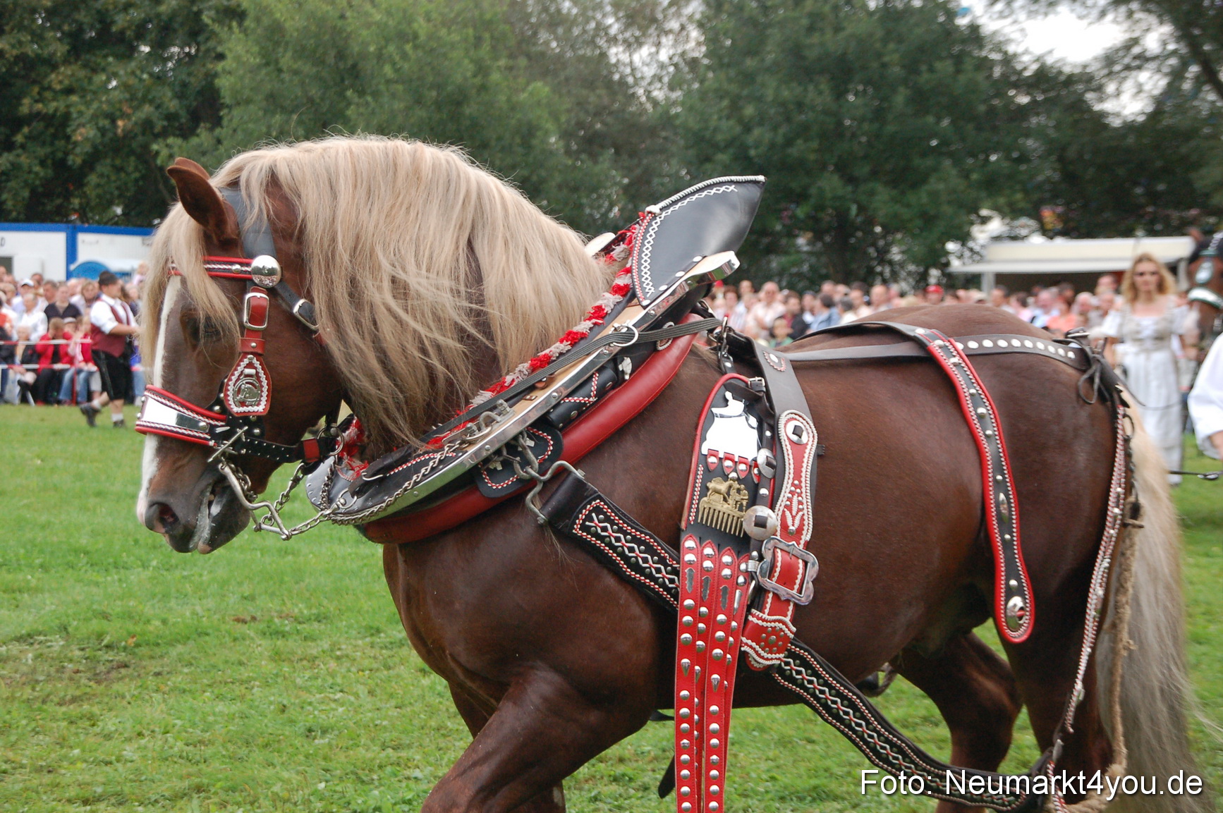 0190 Pferde Fohlenschau 200807