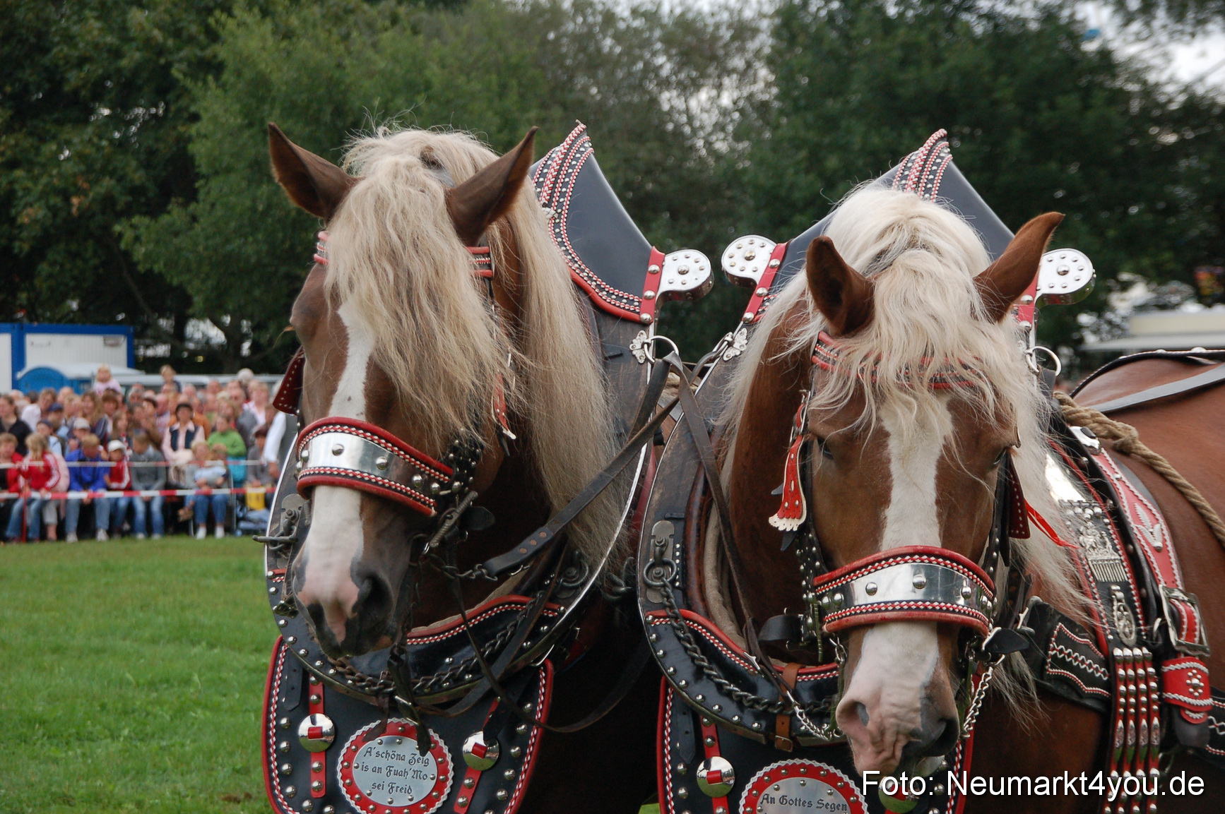 0195 Pferde Fohlenschau 200807