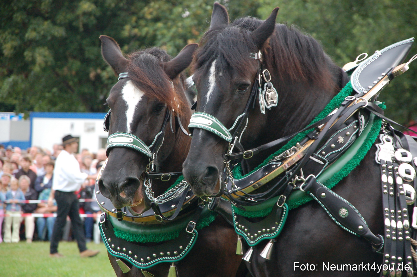 0197 Pferde Fohlenschau 200807