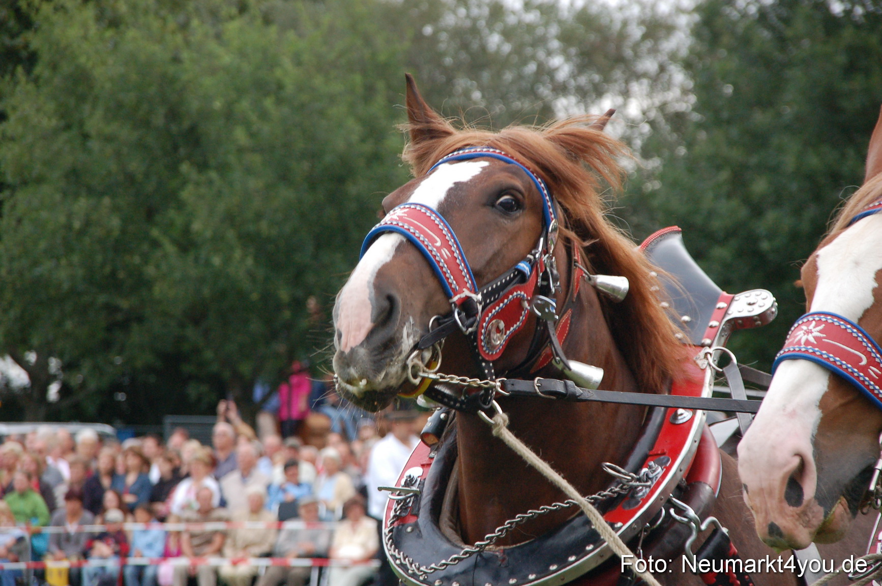 0198 Pferde Fohlenschau 200807