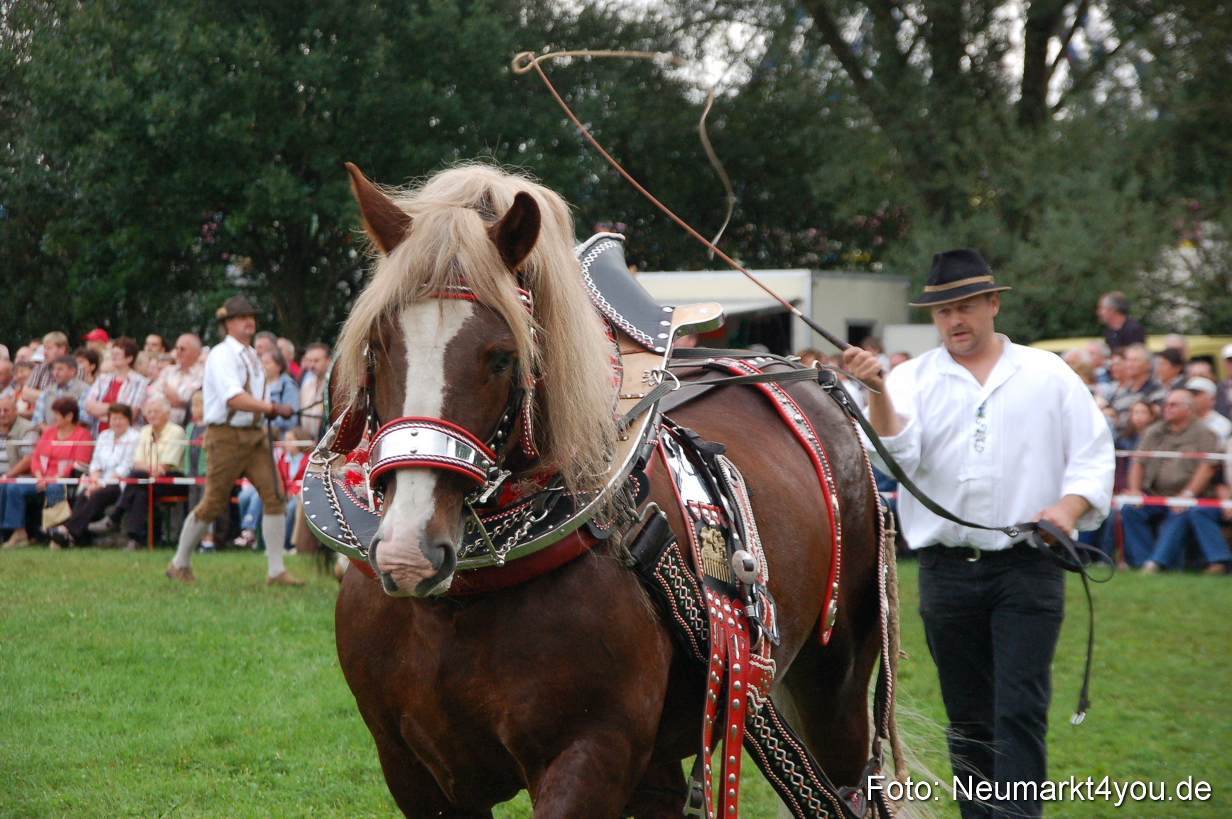 0199 Pferde Fohlenschau 200807