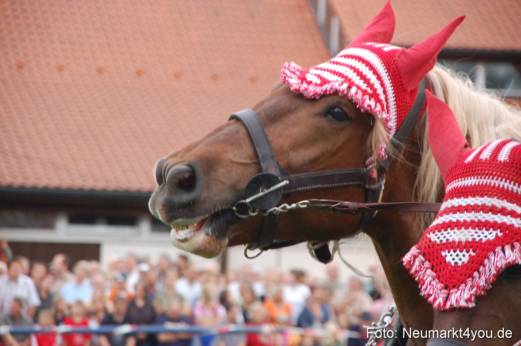 0202 Pferde Fohlenschau 200807