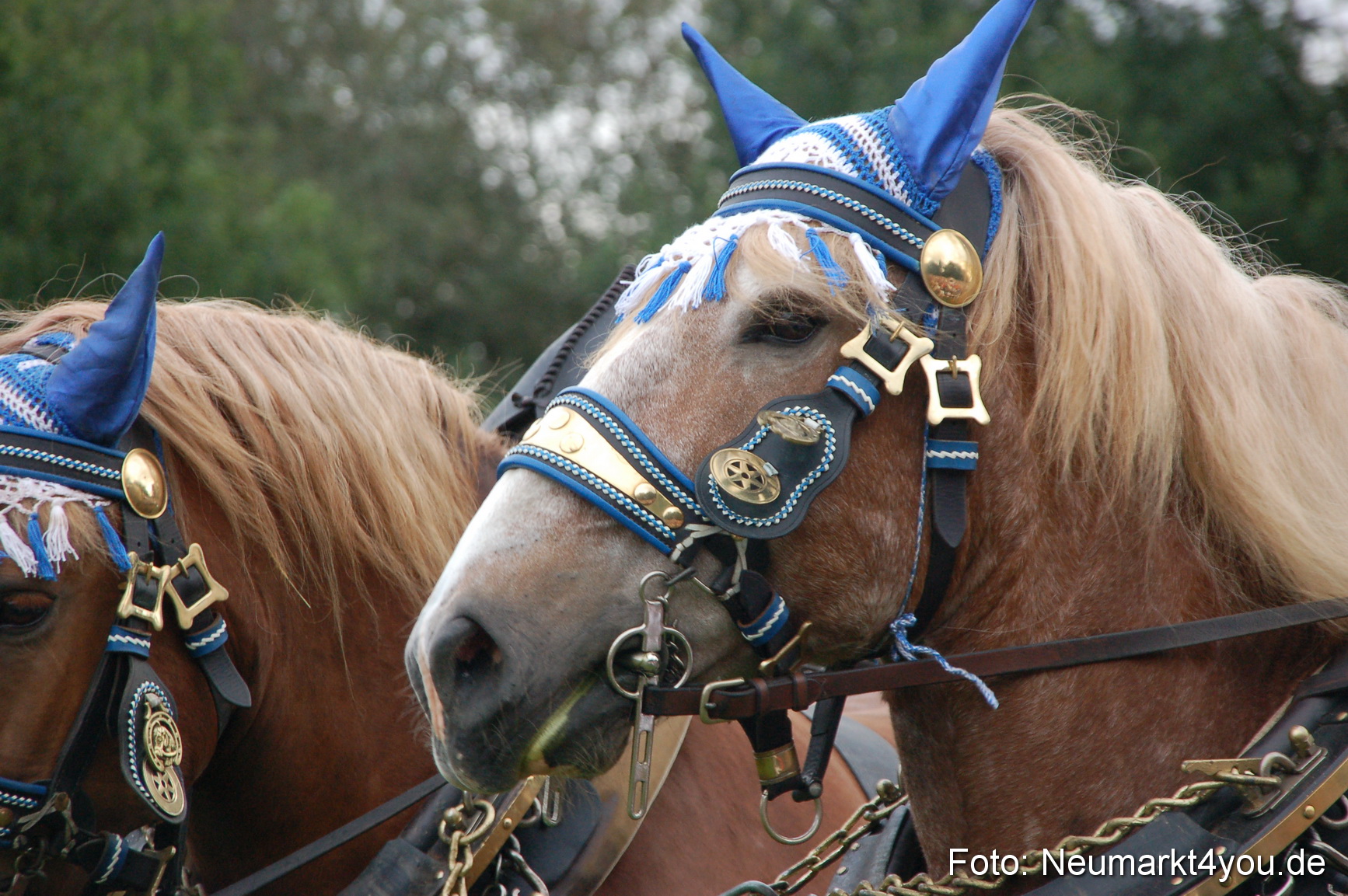 0203 Pferde Fohlenschau 200807