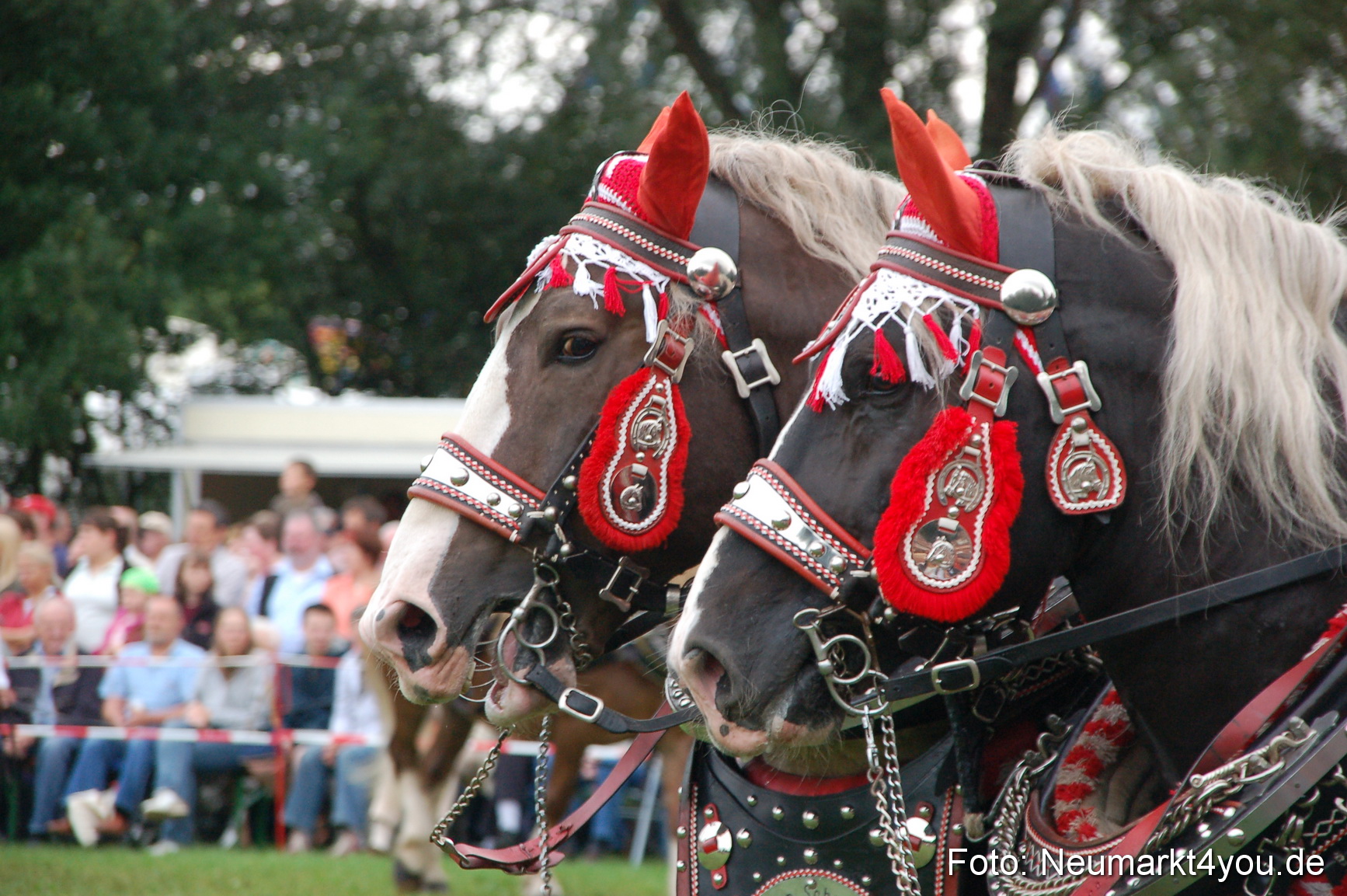 0204 Pferde Fohlenschau 200807
