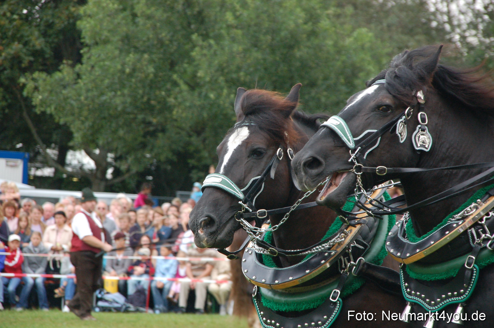 0207 Pferde Fohlenschau 200807