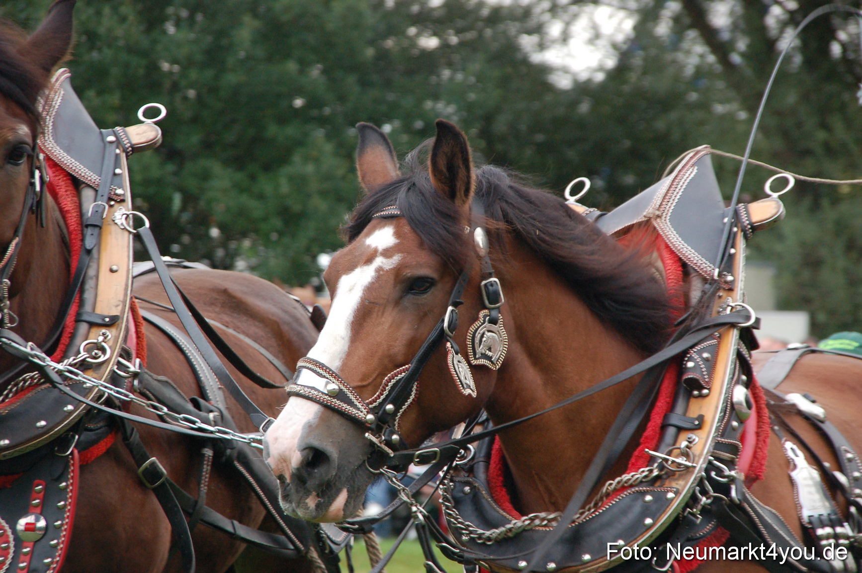 0208 Pferde Fohlenschau 200807