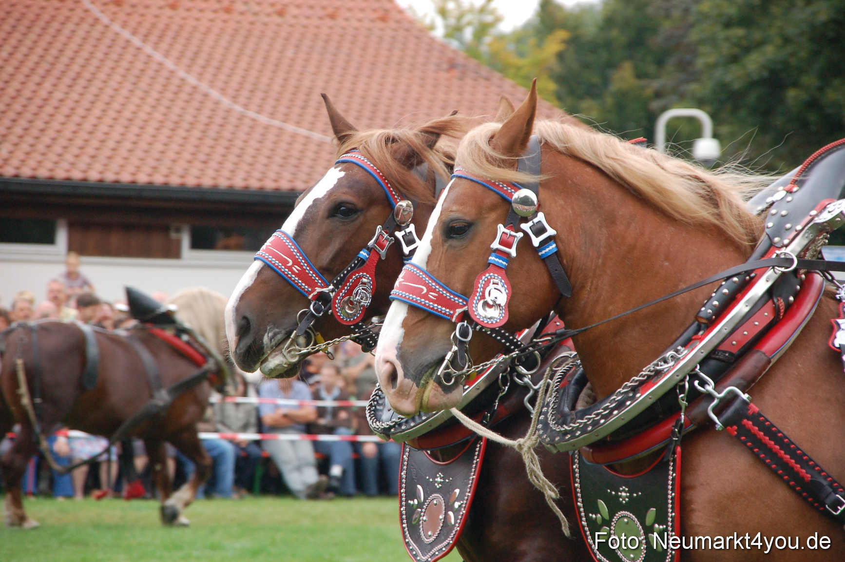 0209 Pferde Fohlenschau 200807
