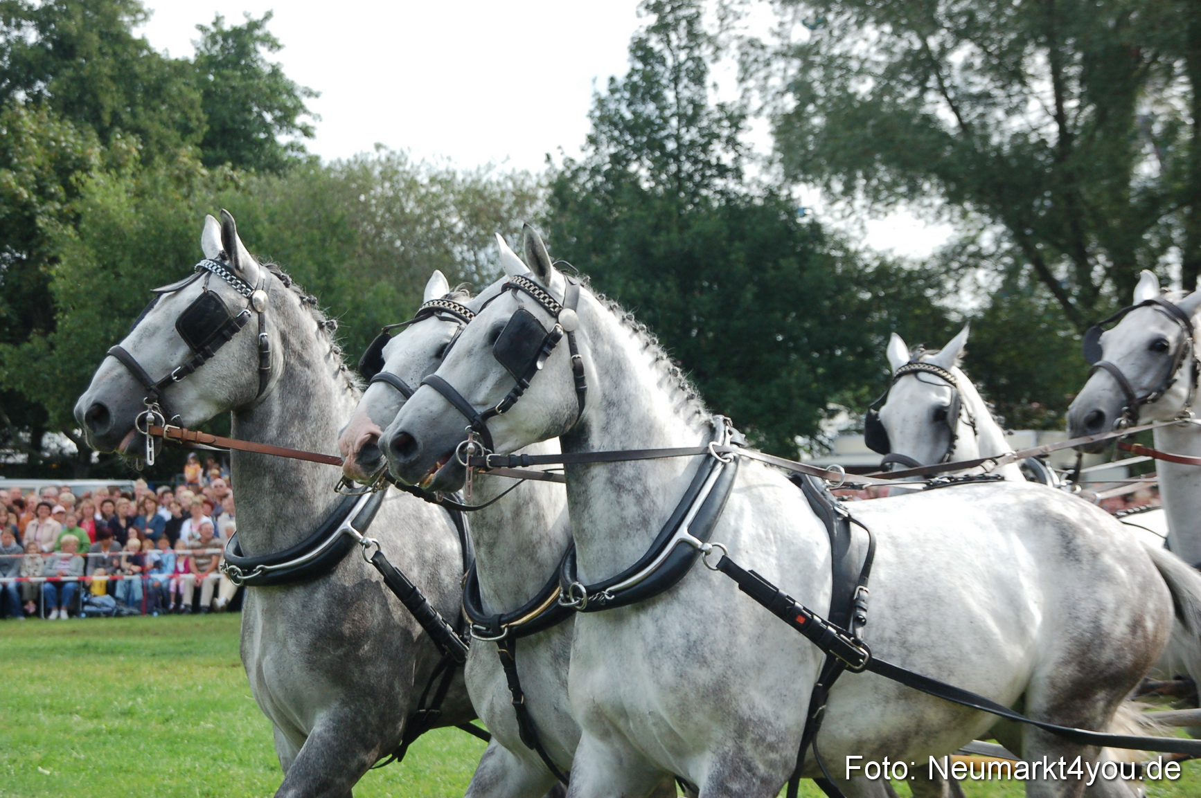 0295 Pferde Fohlenschau 200807