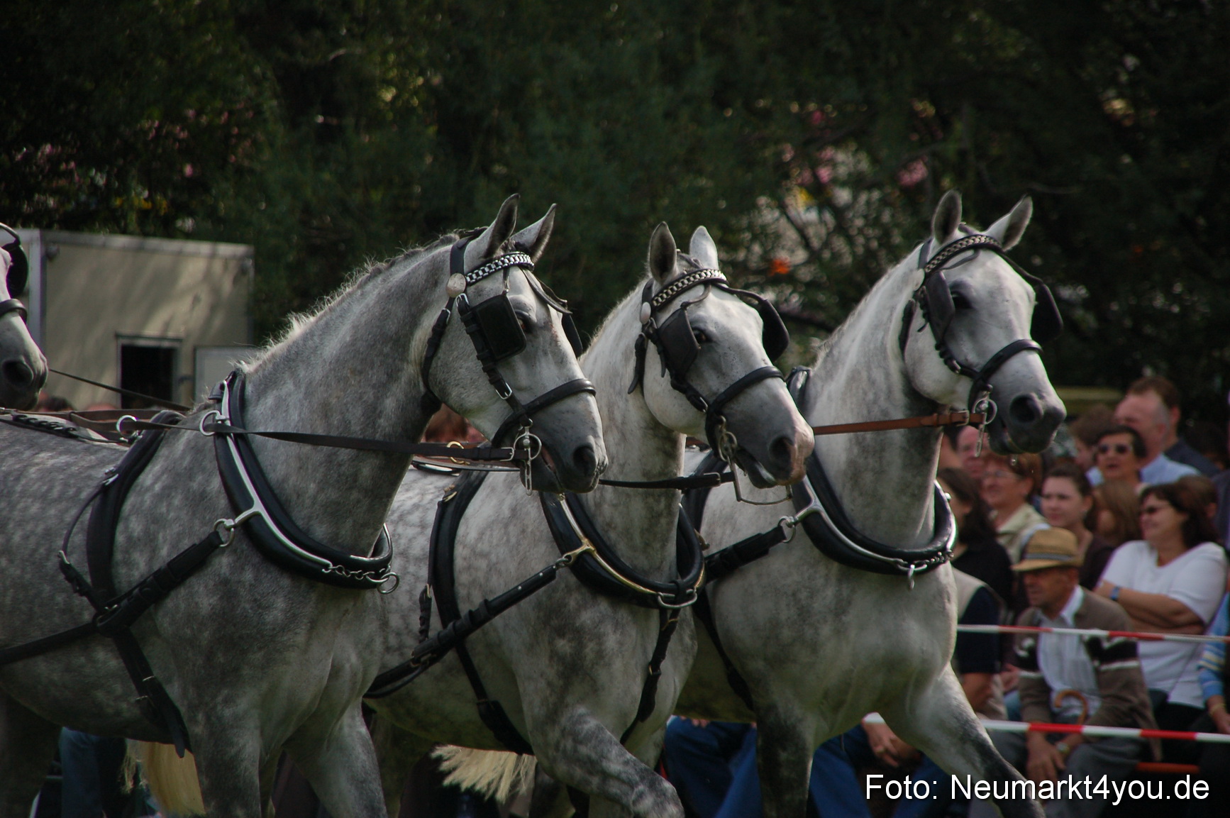 0297 Pferde Fohlenschau 200807