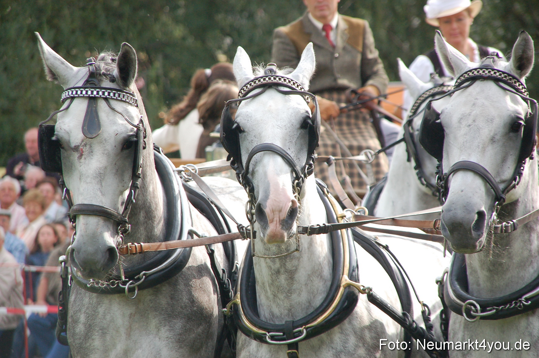 0302 Pferde Fohlenschau 200807