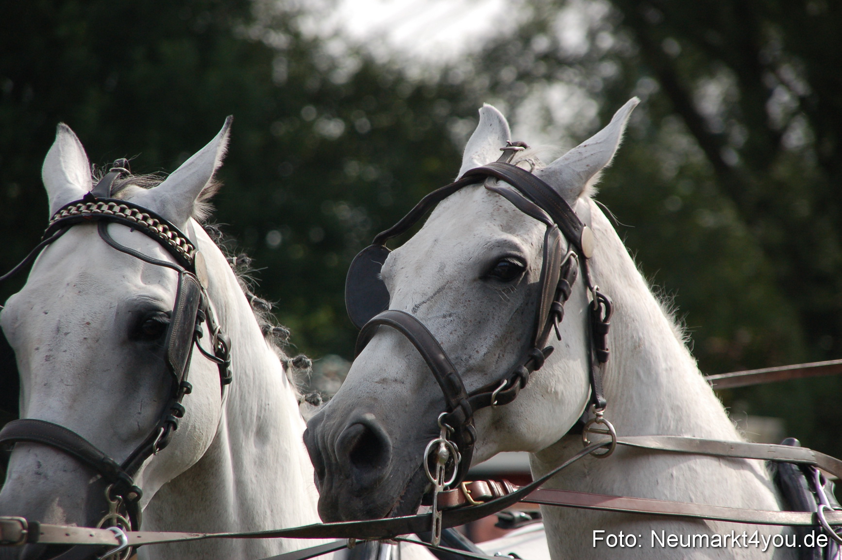 0303 Pferde Fohlenschau 200807